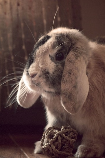 A rabbit sitting on the floor next to a ball of yarn