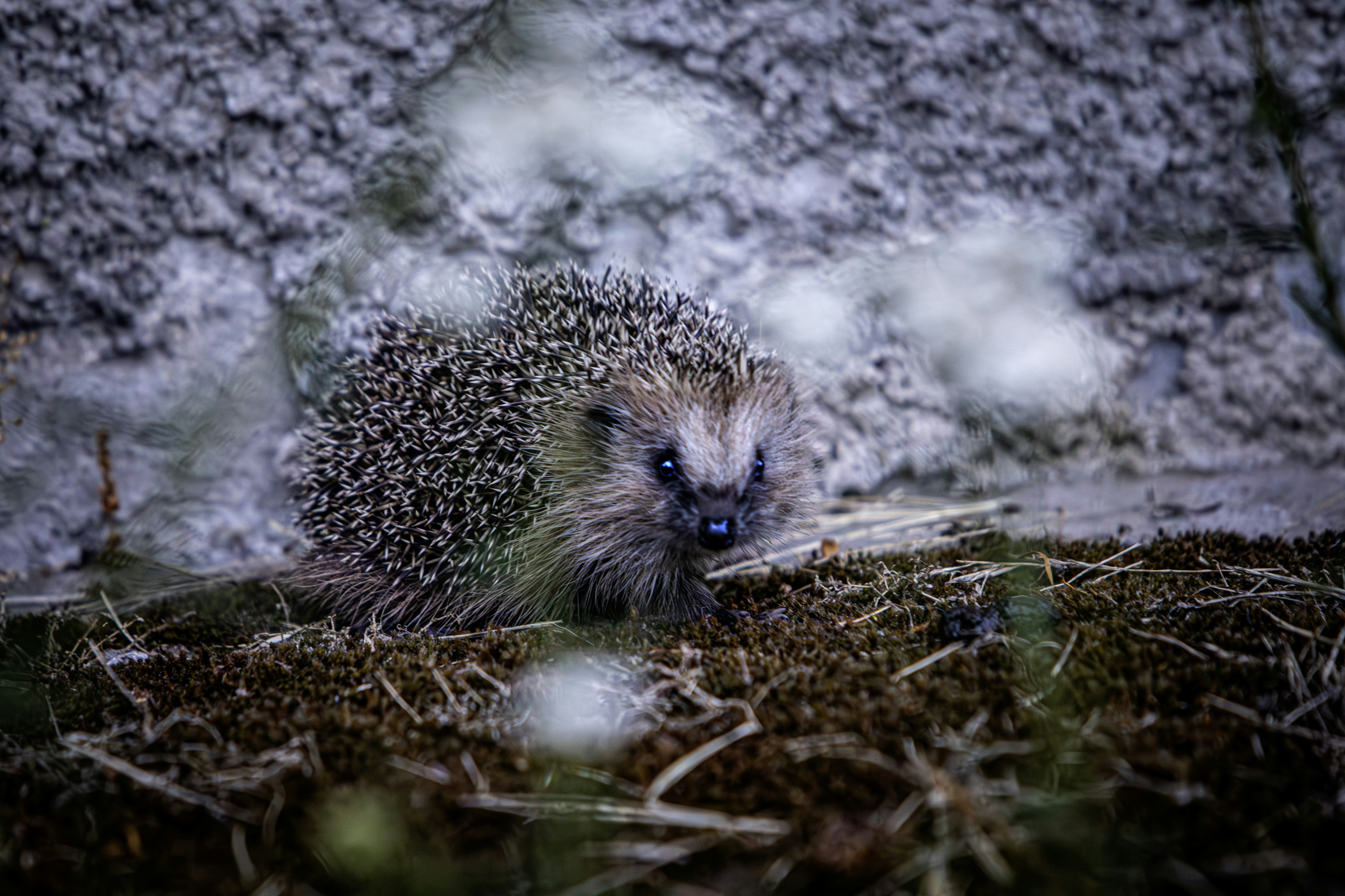 The Breeding World (image credits: unsplash)