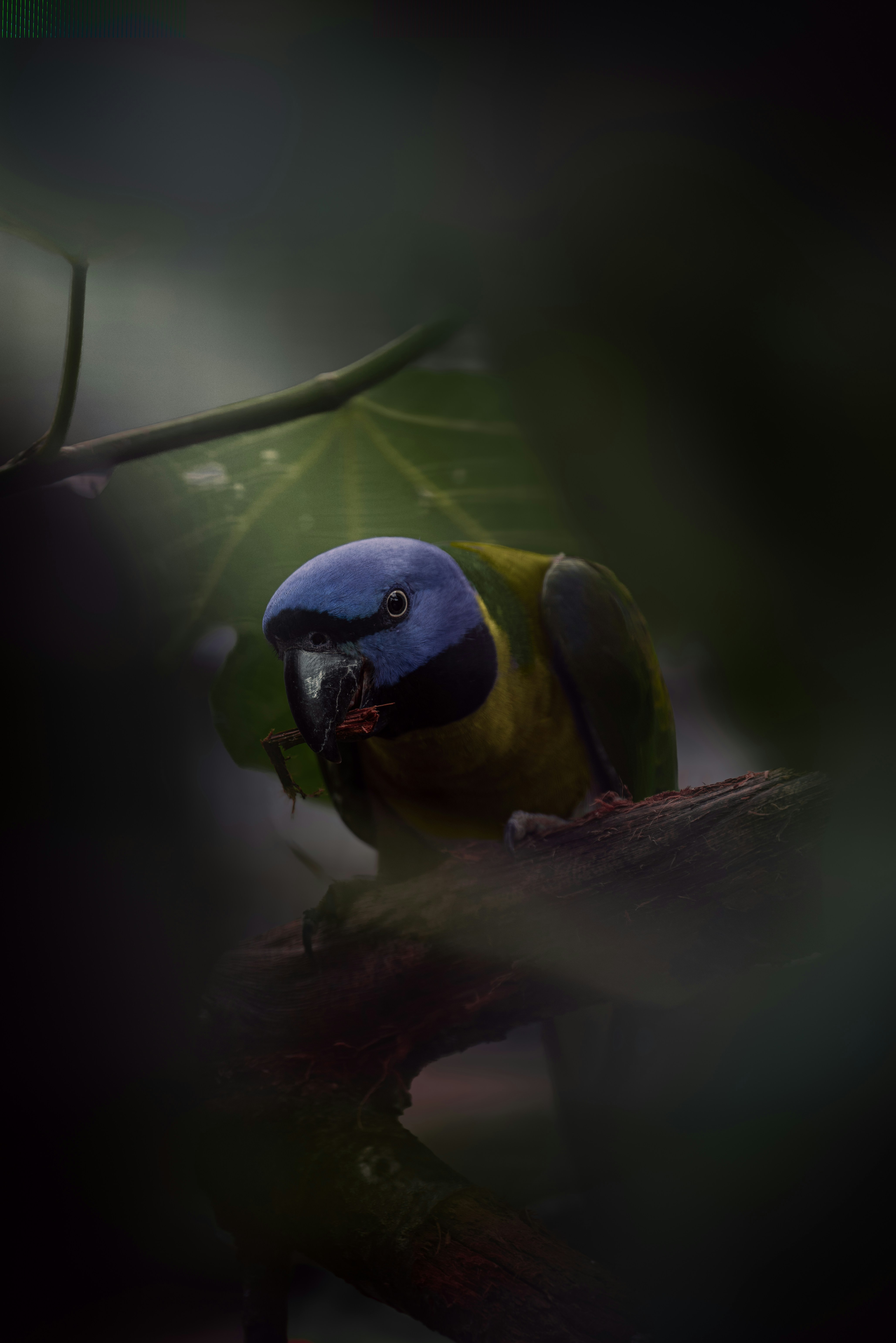 Photo by infernisvox