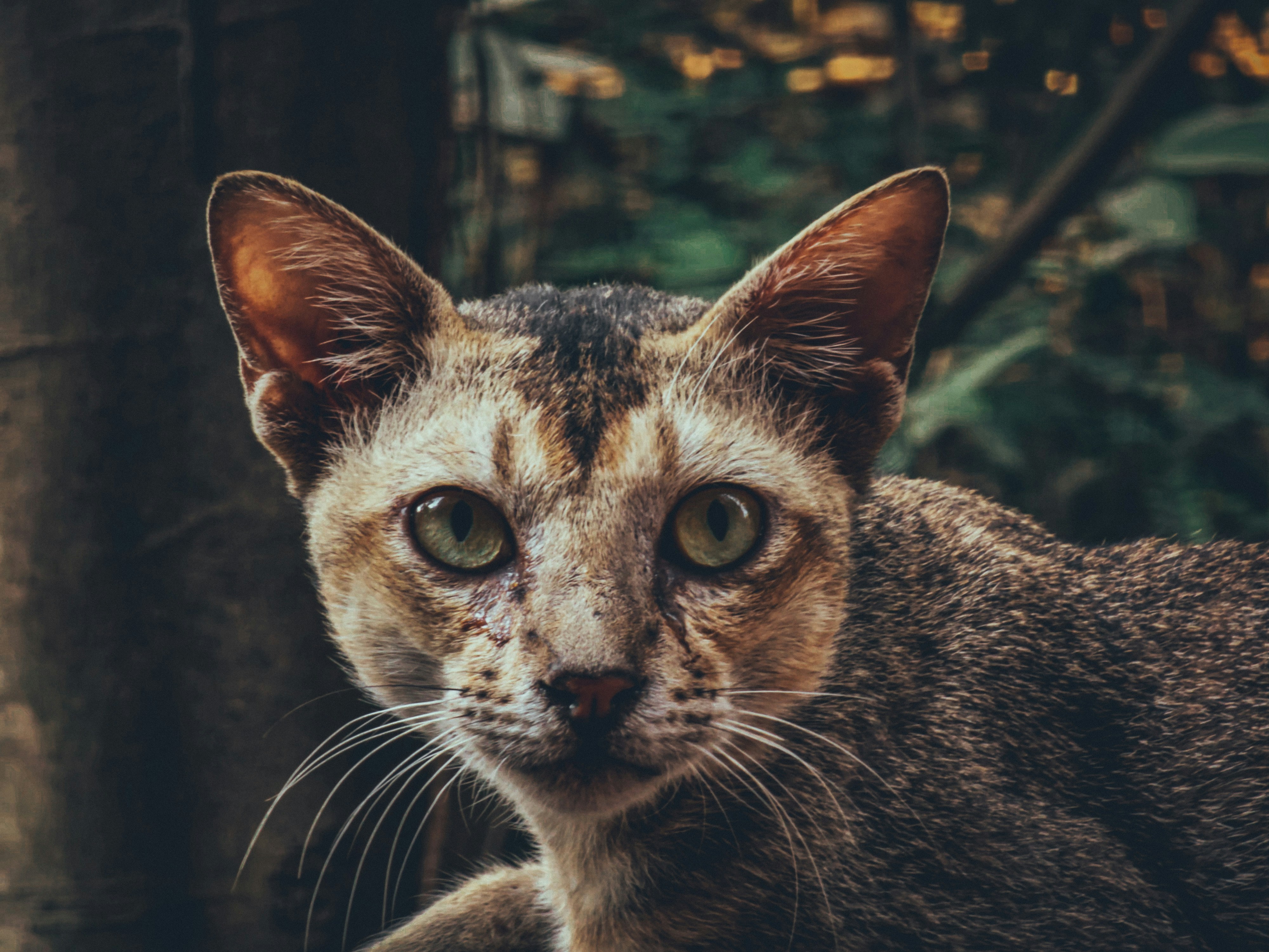 A close up of a cat near a tree