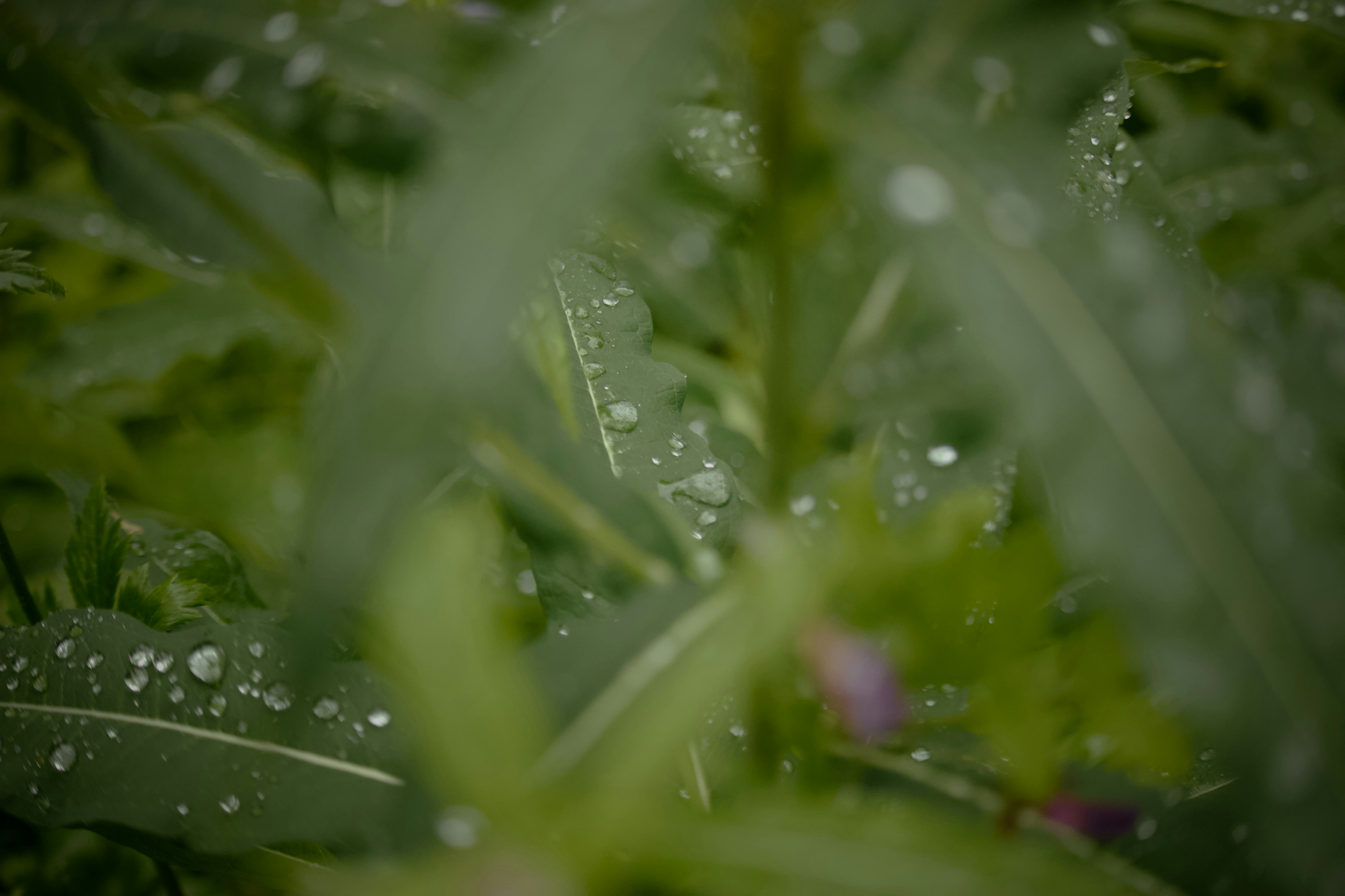 Photo by fickesphotos