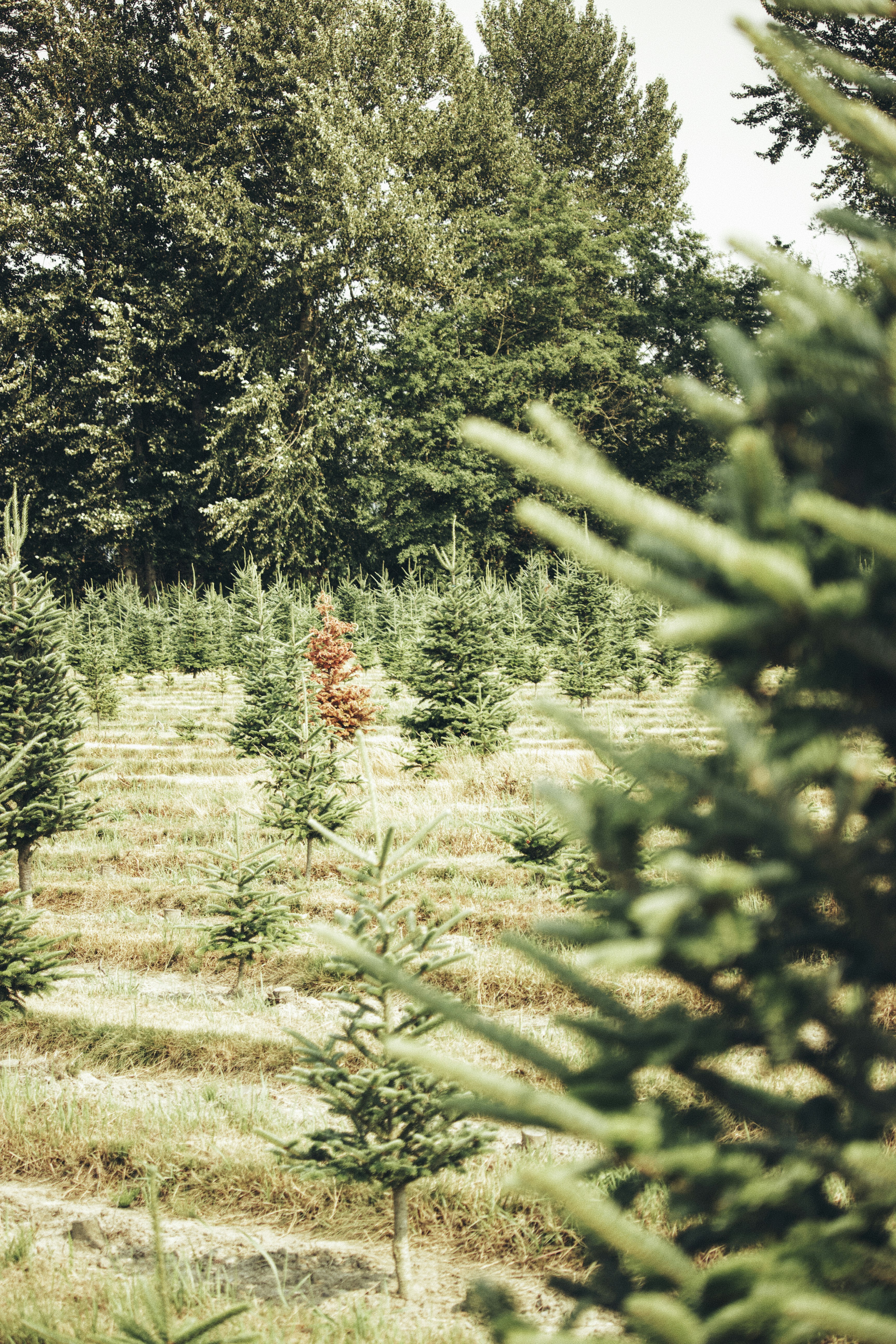 Photo by fickesphotos