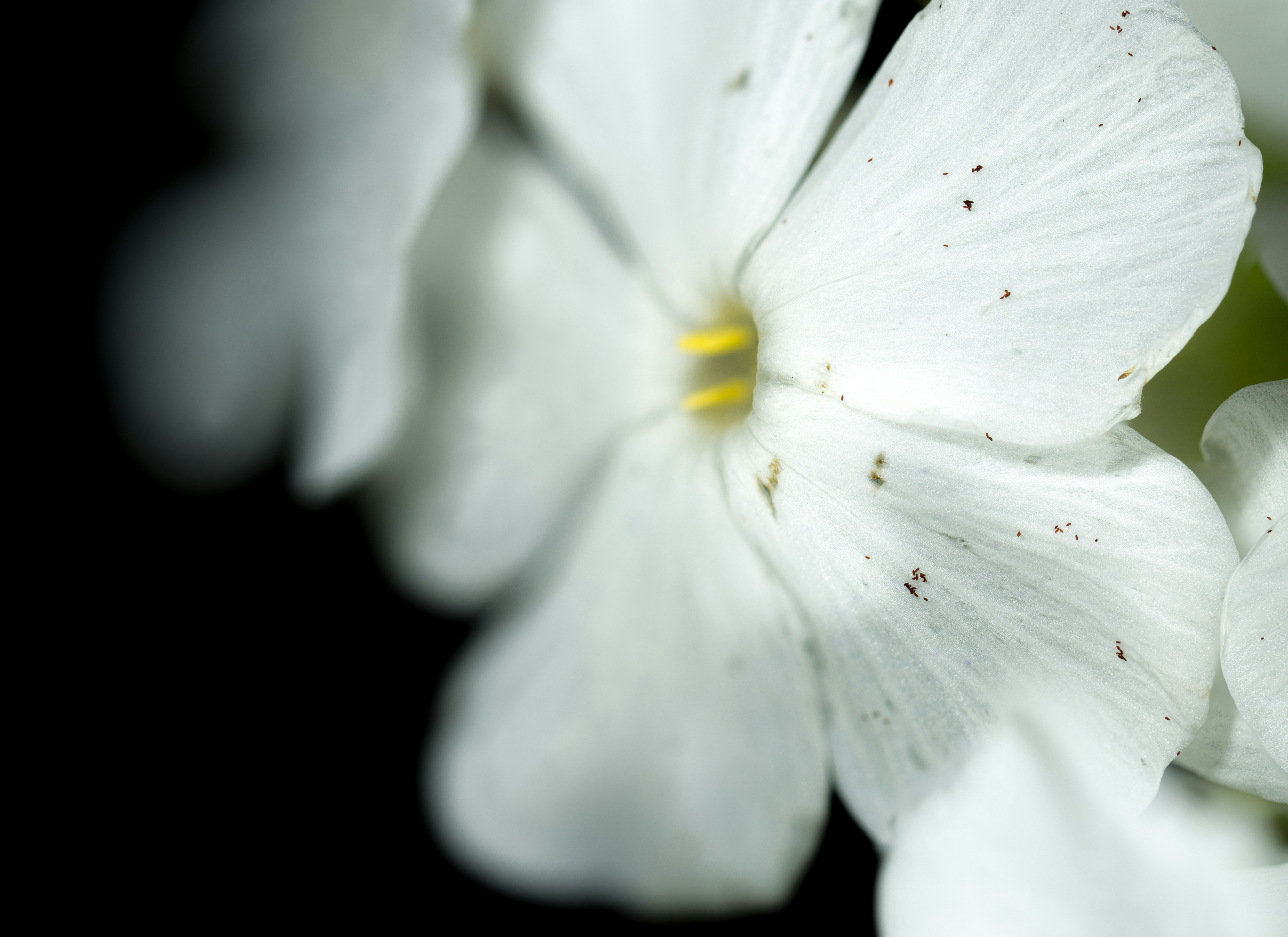 Photo by alexandredaoust