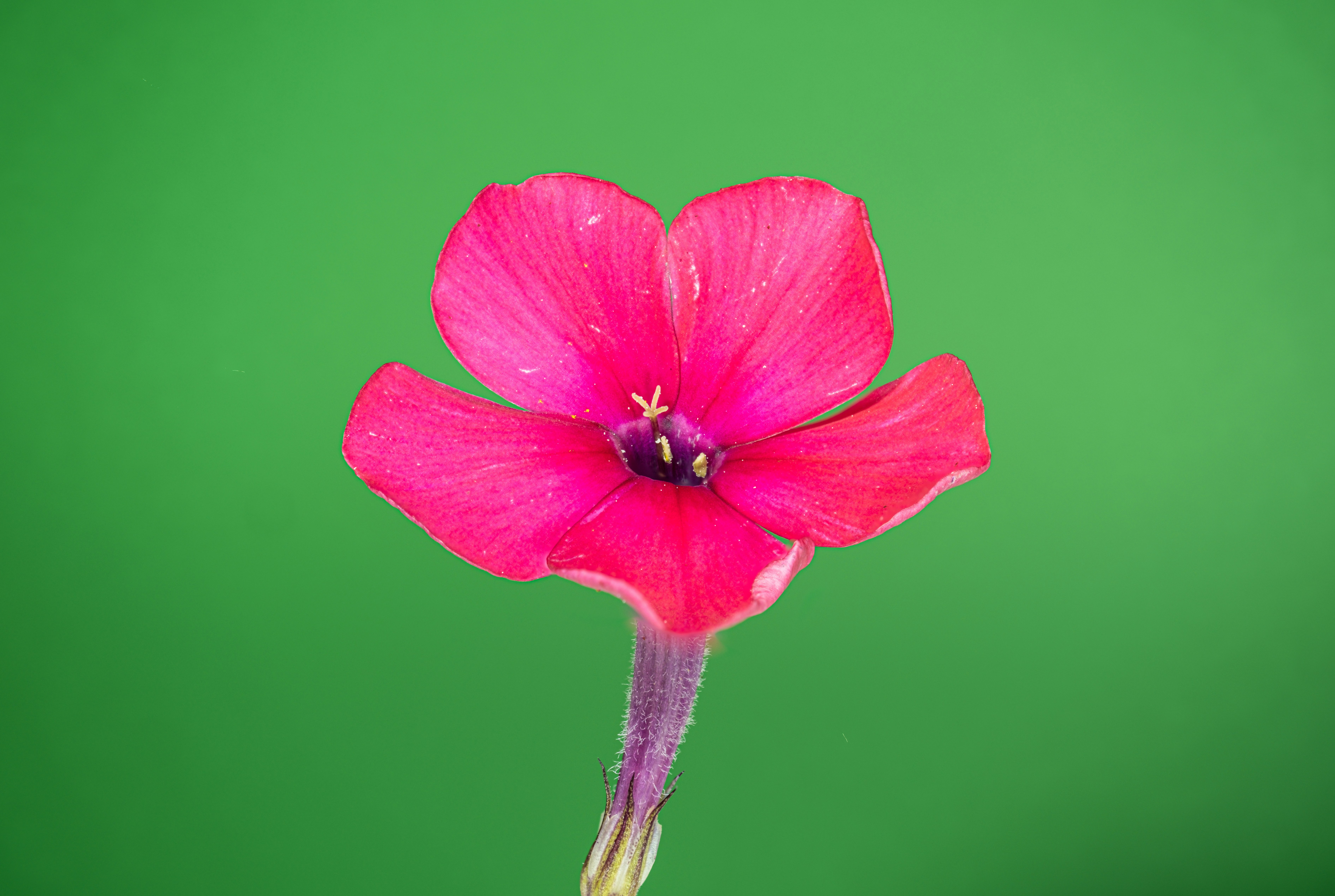 Photo by alexandredaoust