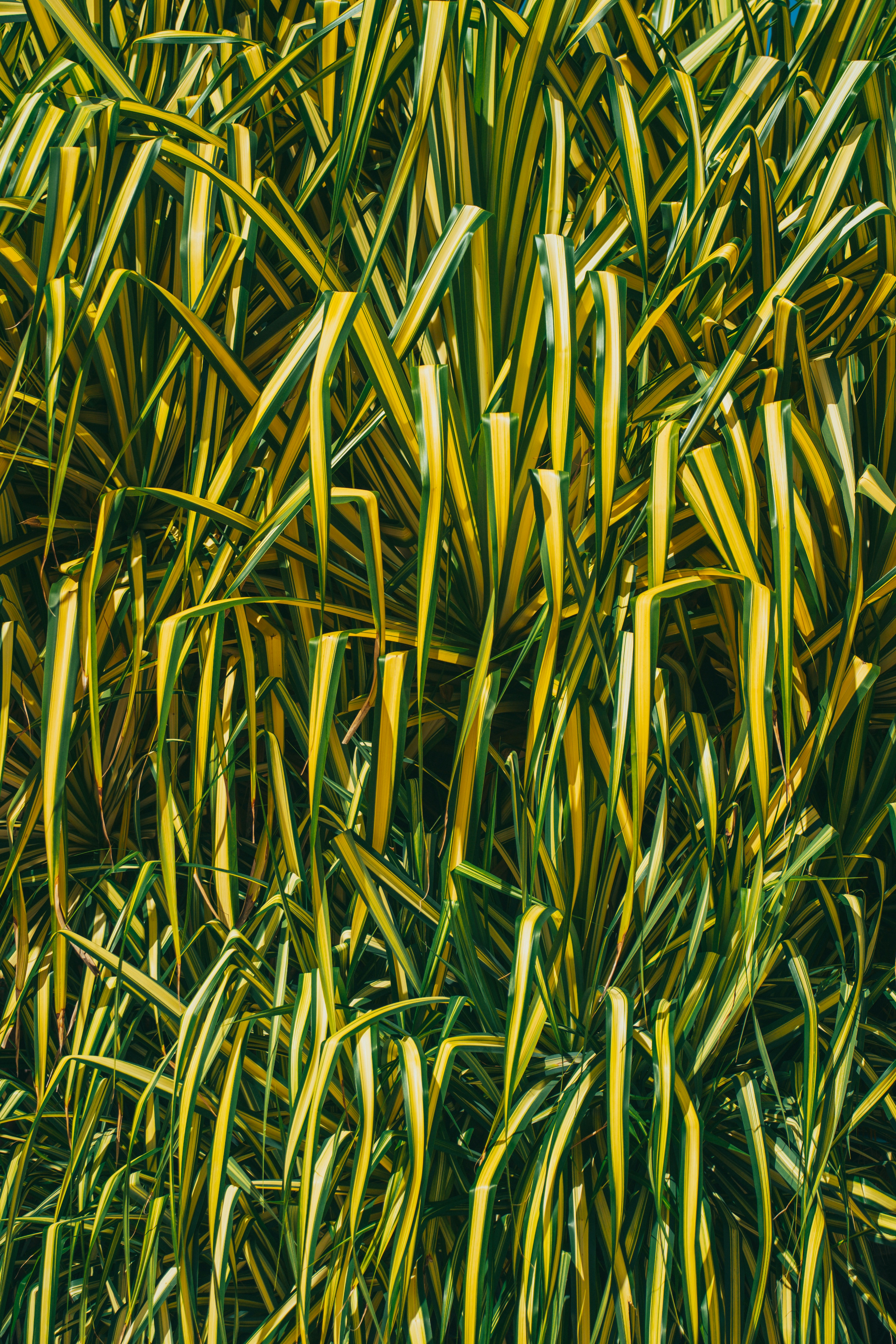 Photo by leonidas718