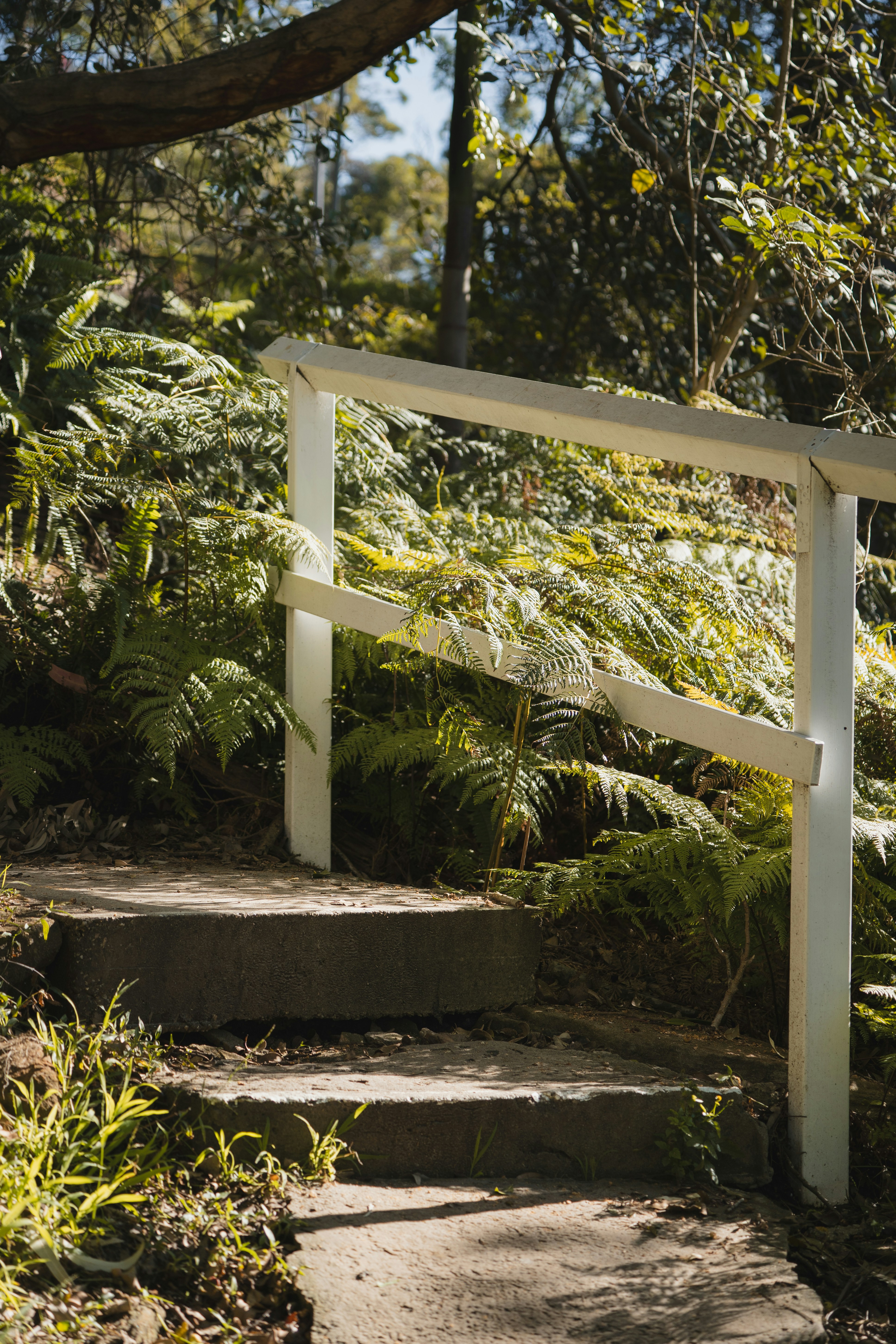 緑豊かな森へと続く階段