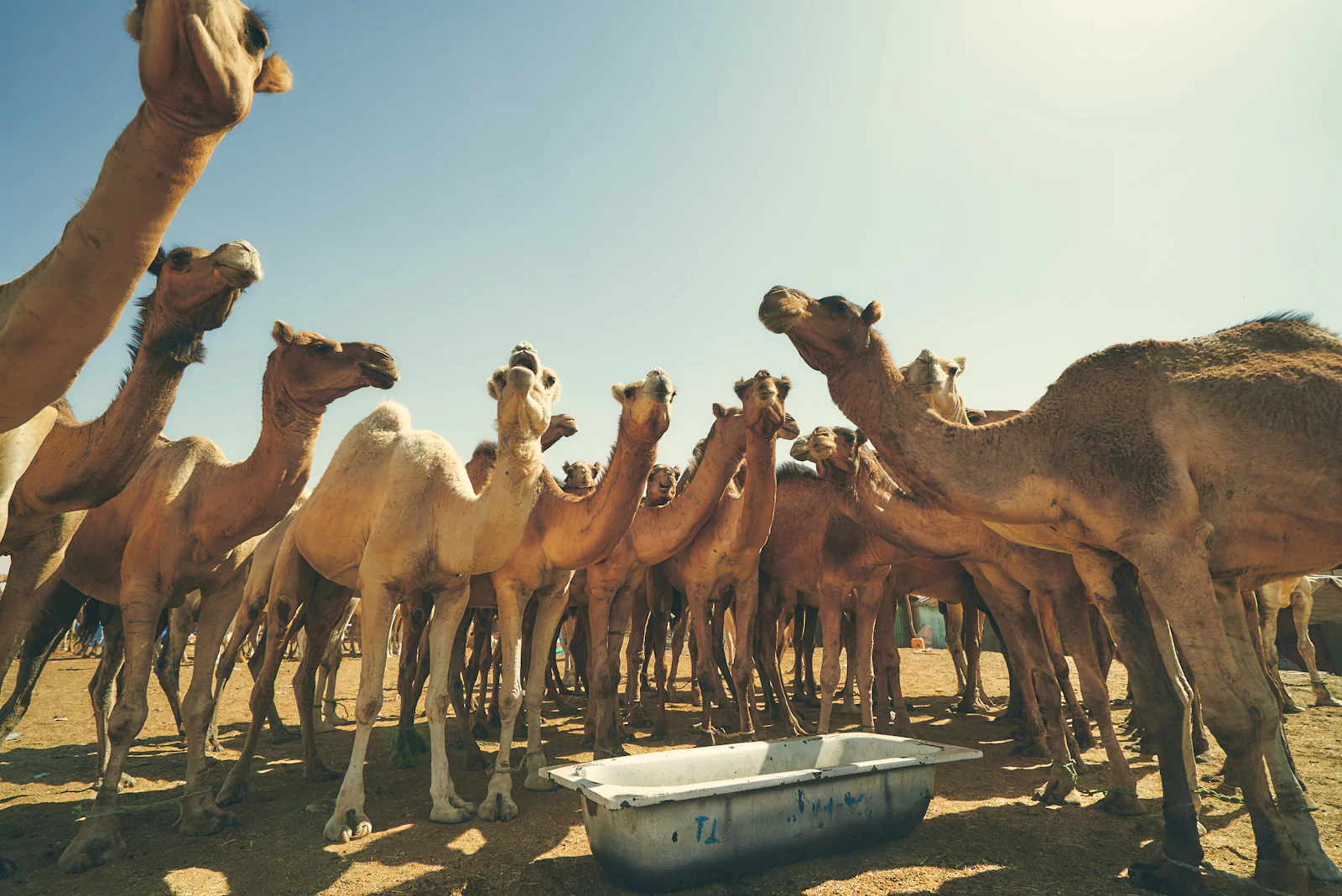 Remote Desert Adventures — scene