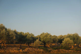 A herd of sheep grazing on a lush green field