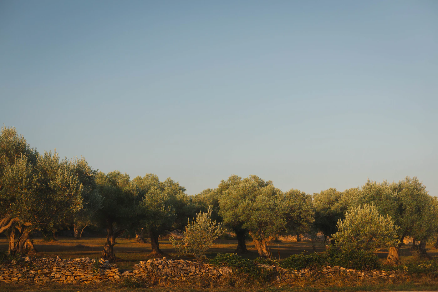 Sheep grazing on green land