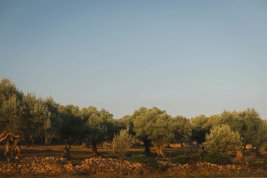 Olive grove