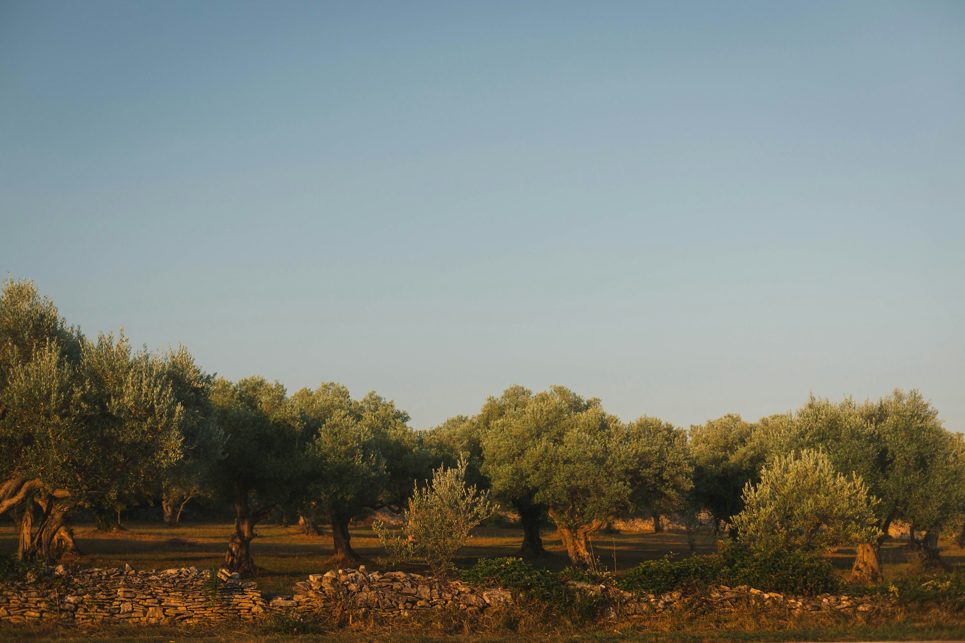 A herd of sheep grazing on a lush green field