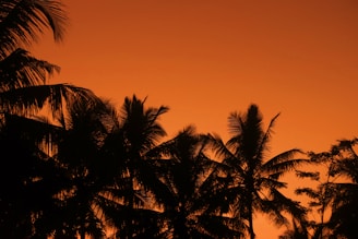 A silhouette of palm trees against an orange sky