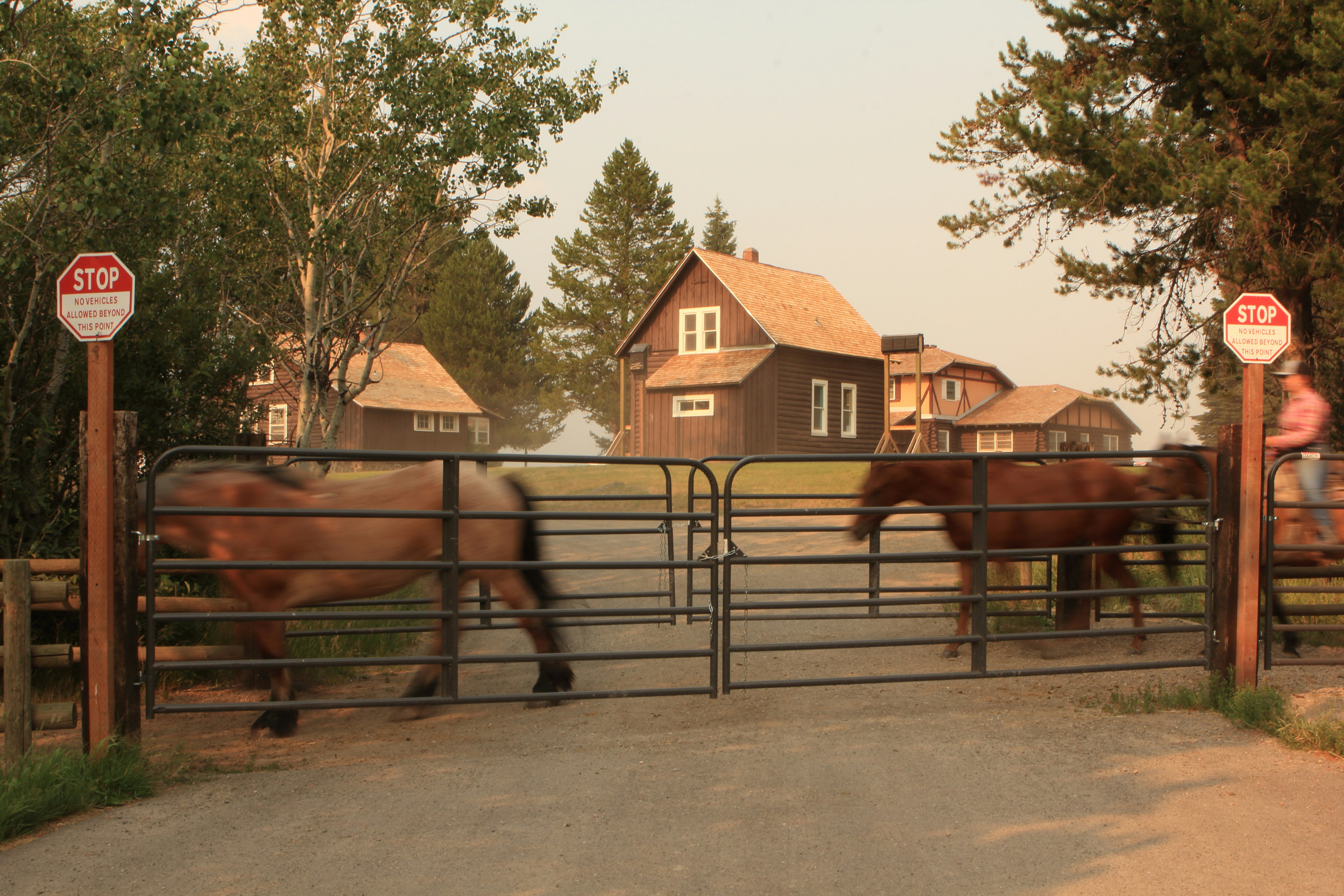A couple of brown horses standing next to a gate