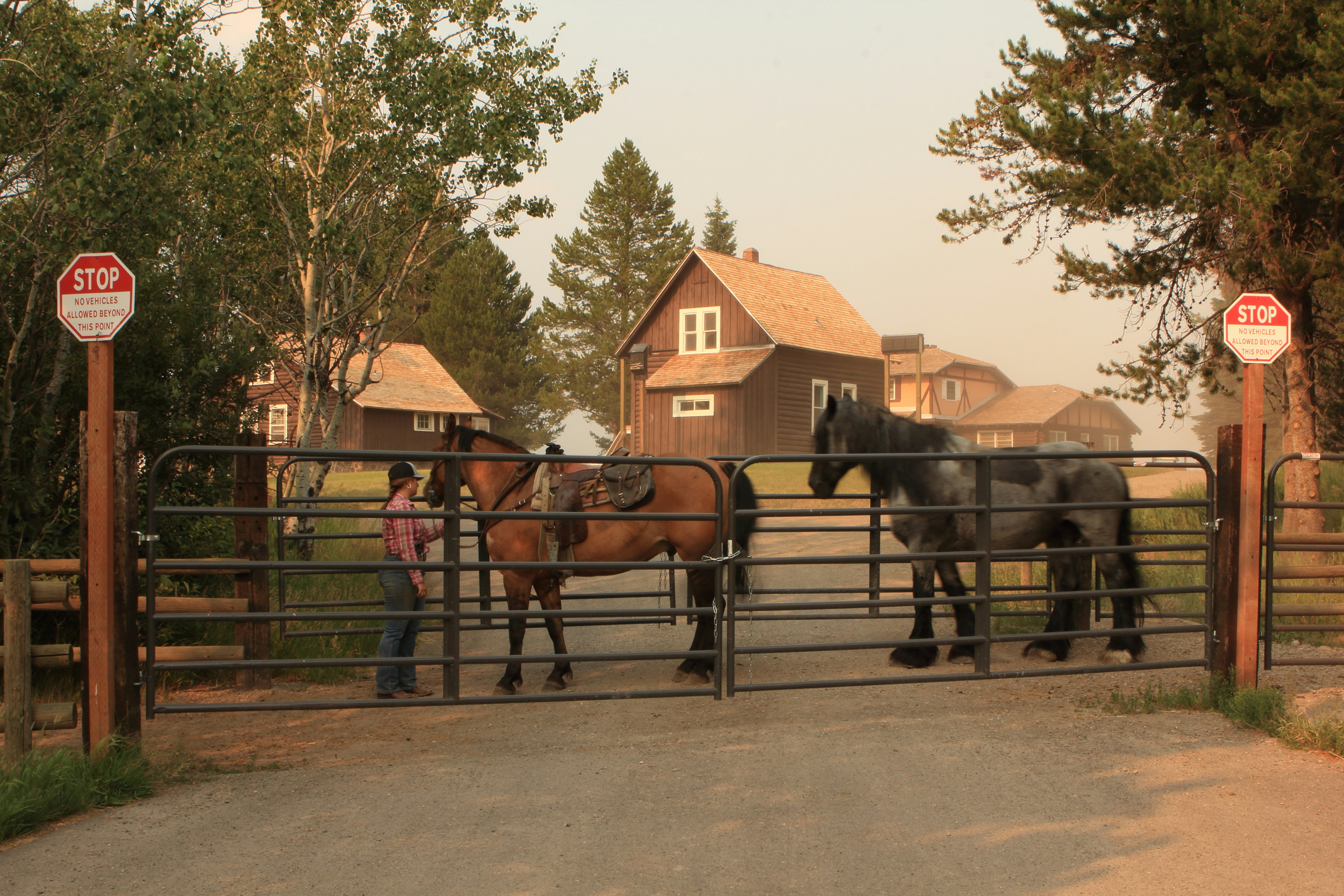 Unbridled Grace's image