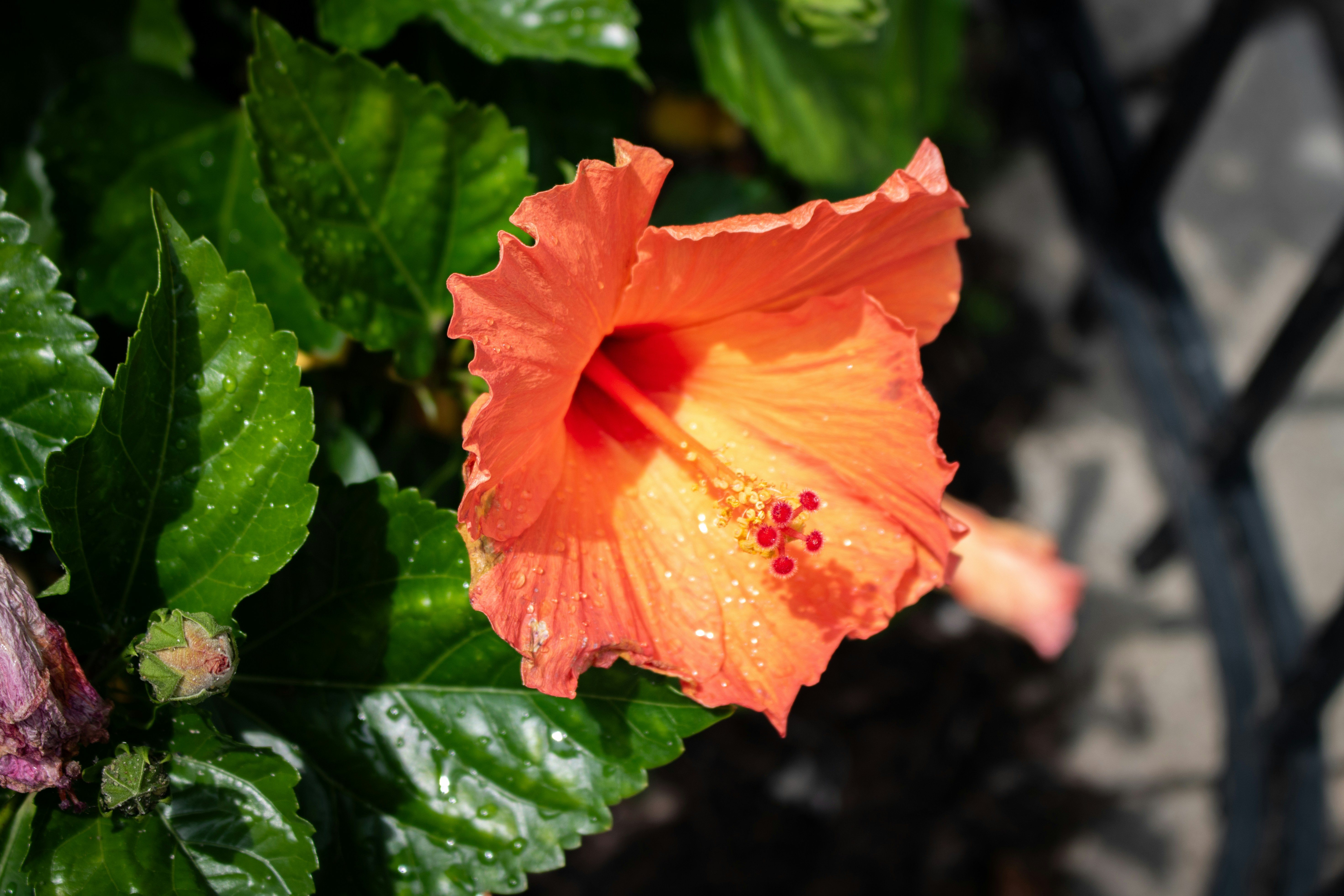 Photo by zoshuacolah