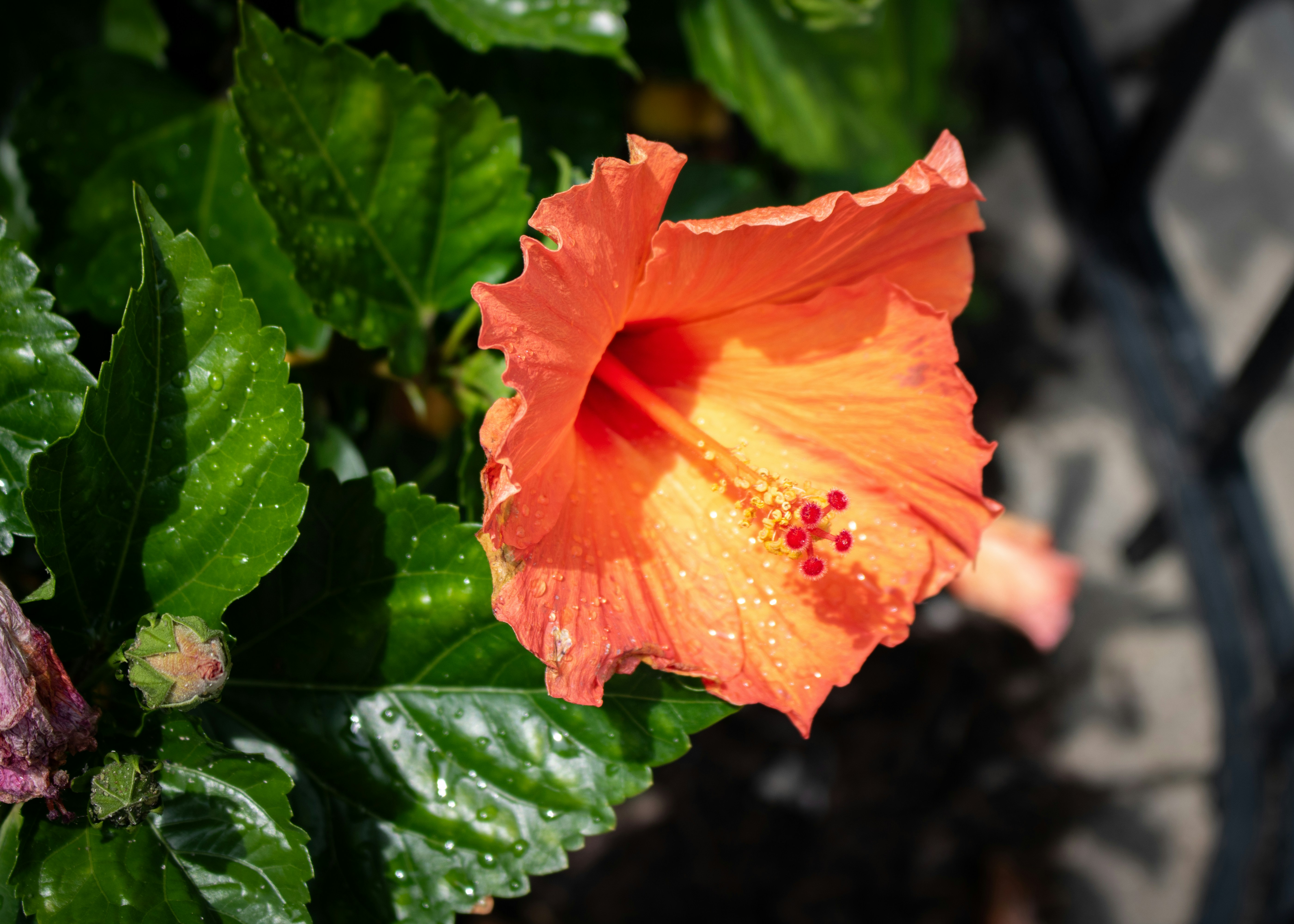 Photo by zoshuacolah