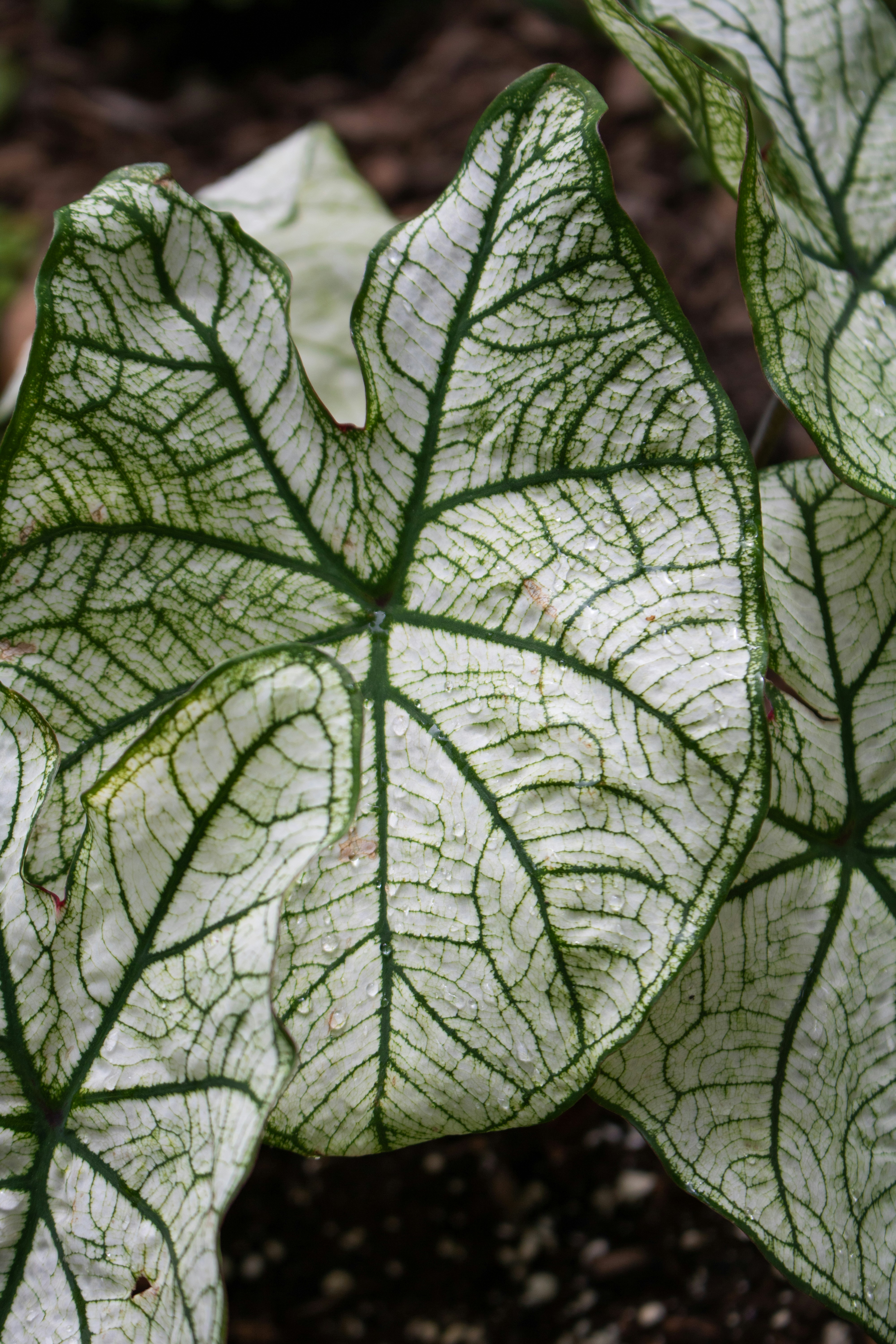 A close up of a green and white leaf