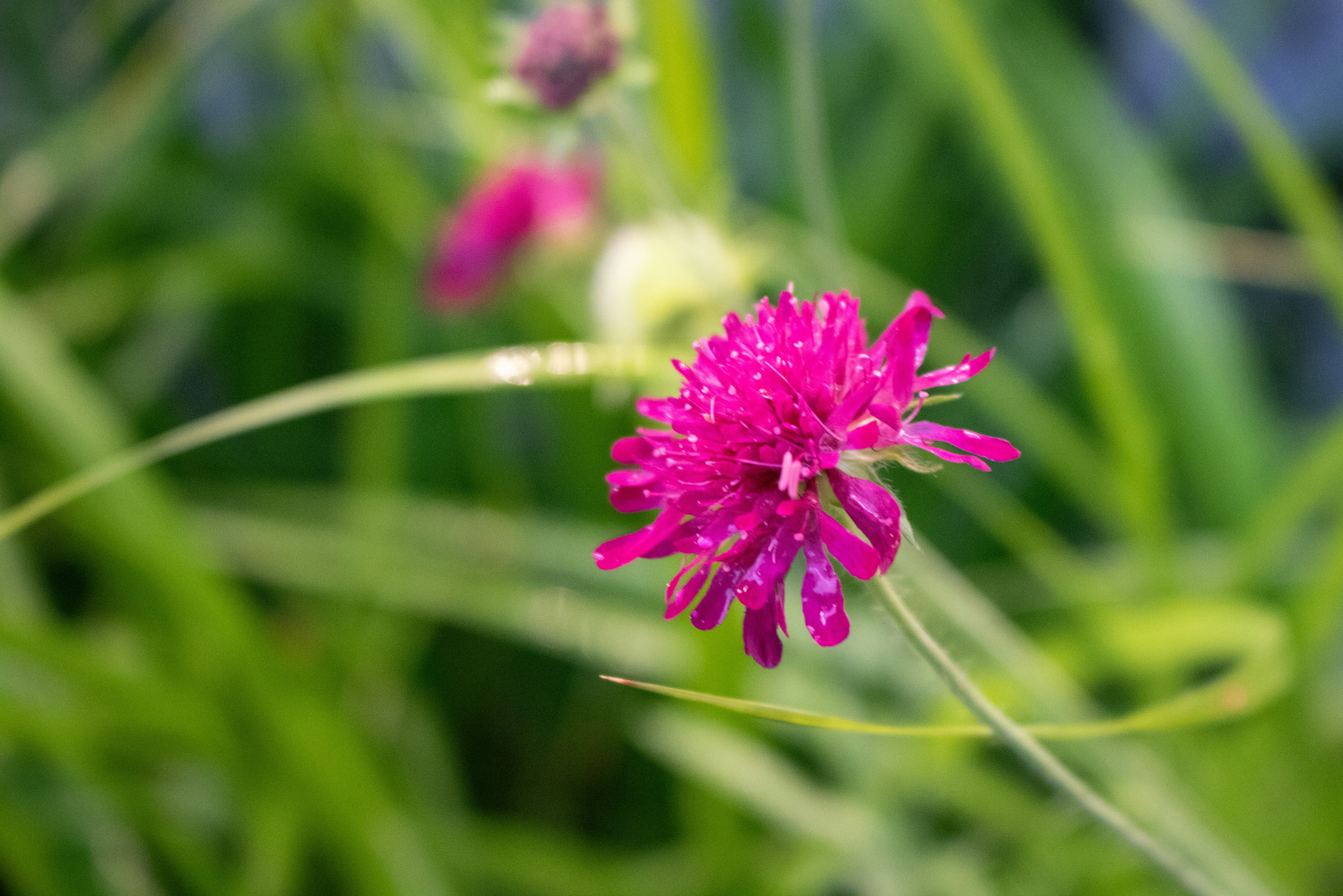 Photo by zoshuacolah