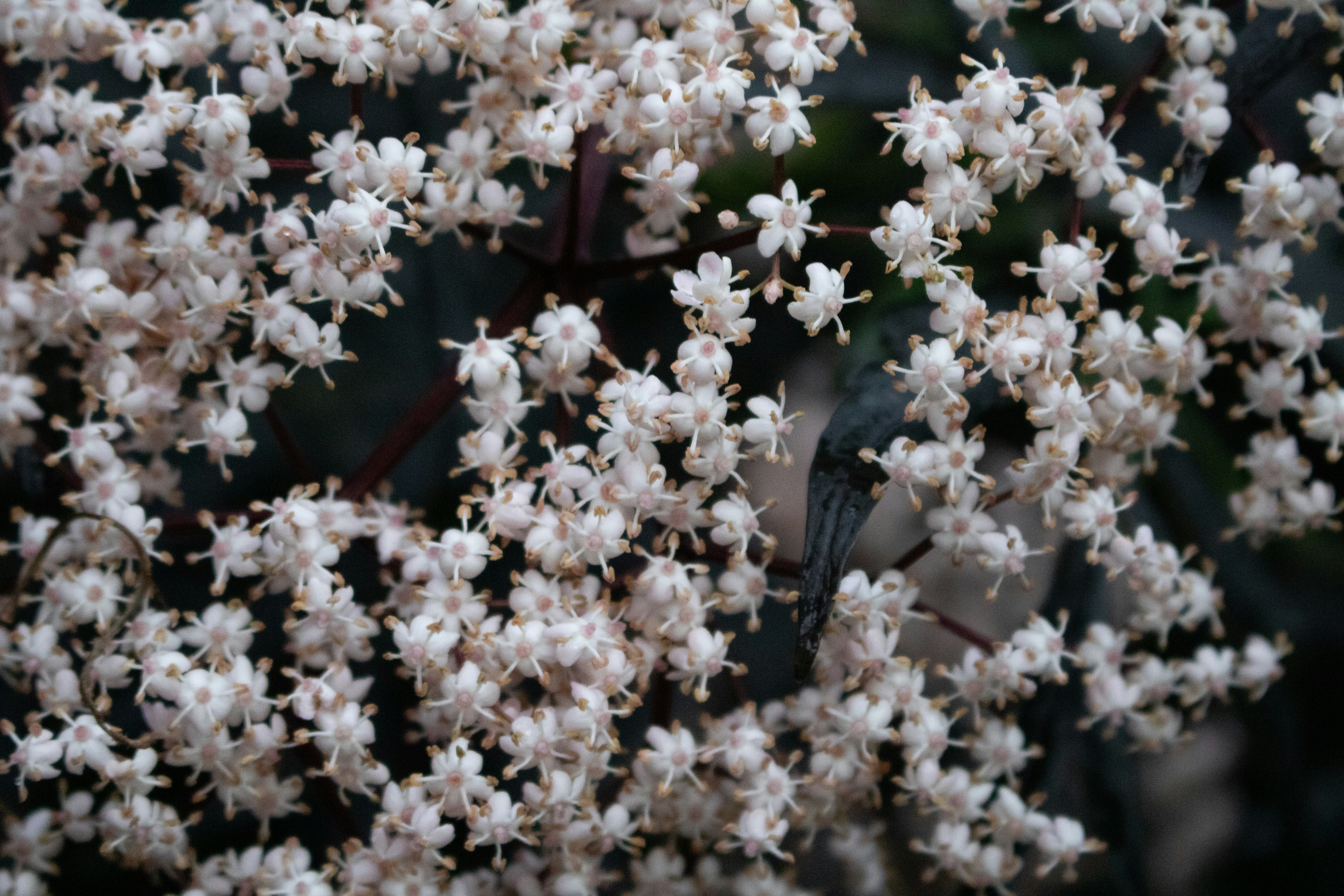 Kalmia latifolia, the mountain laurel, calico-bush, or spoonwood, is a species of flowering plant in the heath family Ericaceae, that is native to the eastern United States. Its range stretches from southern Maine south to northern Florida, and west to Indiana and Louisiana.