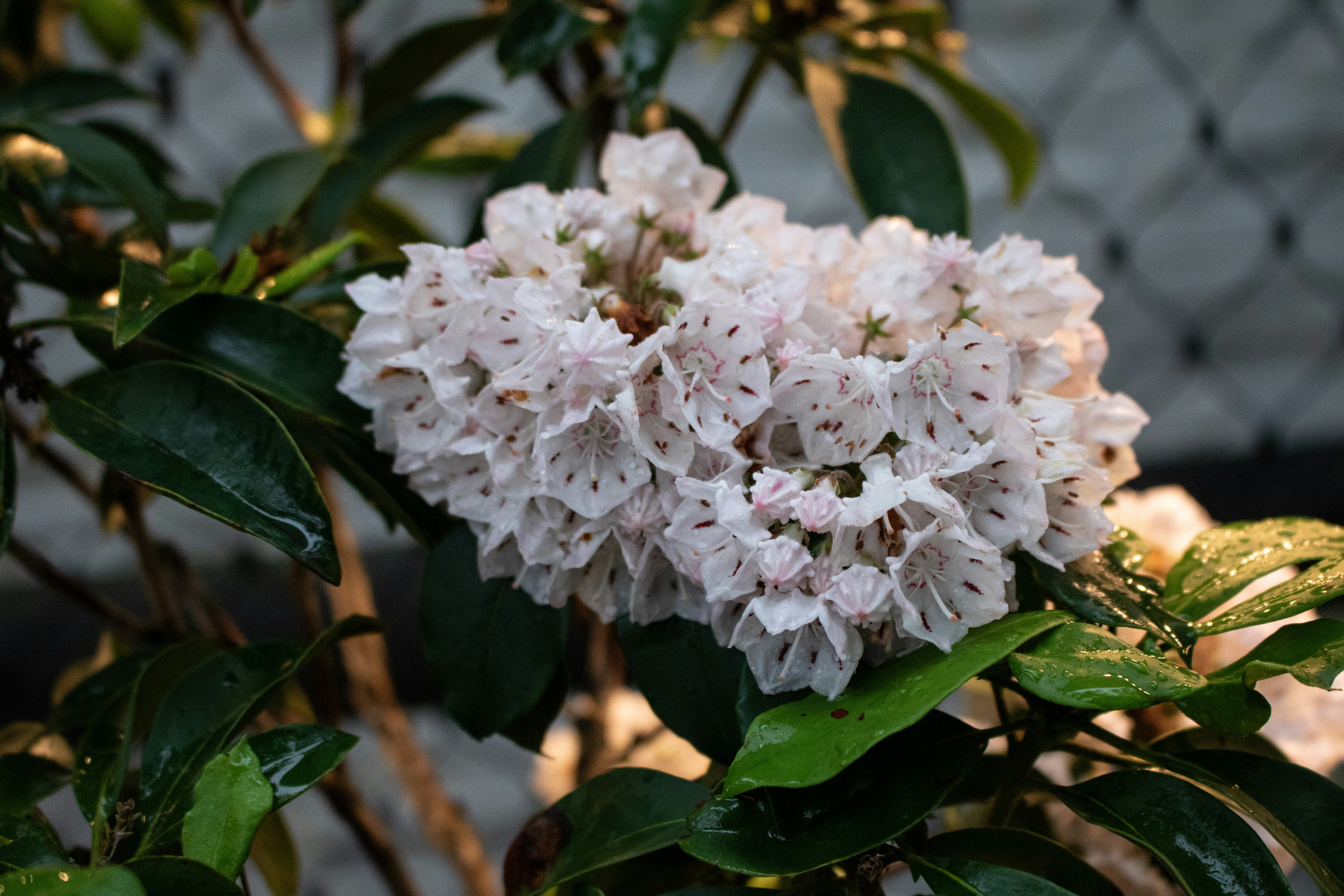 A white flower is growing on a tree