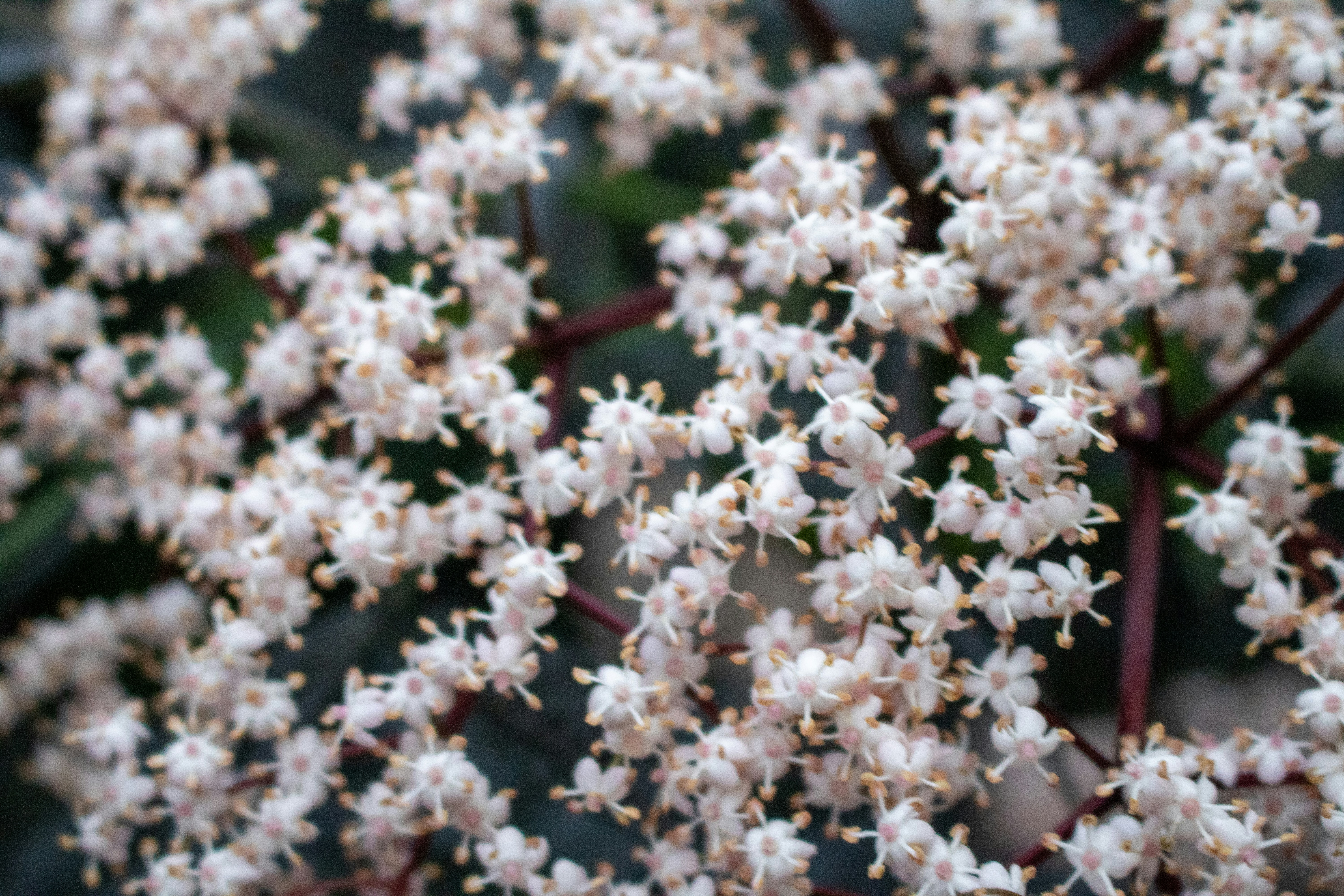 Kalmia latifolia, the mountain laurel, calico-bush, or spoonwood, is a species of flowering plant in the heath family Ericaceae, that is native to the eastern United States. Its range stretches from southern Maine south to northern Florida, and west to Indiana and Louisiana.