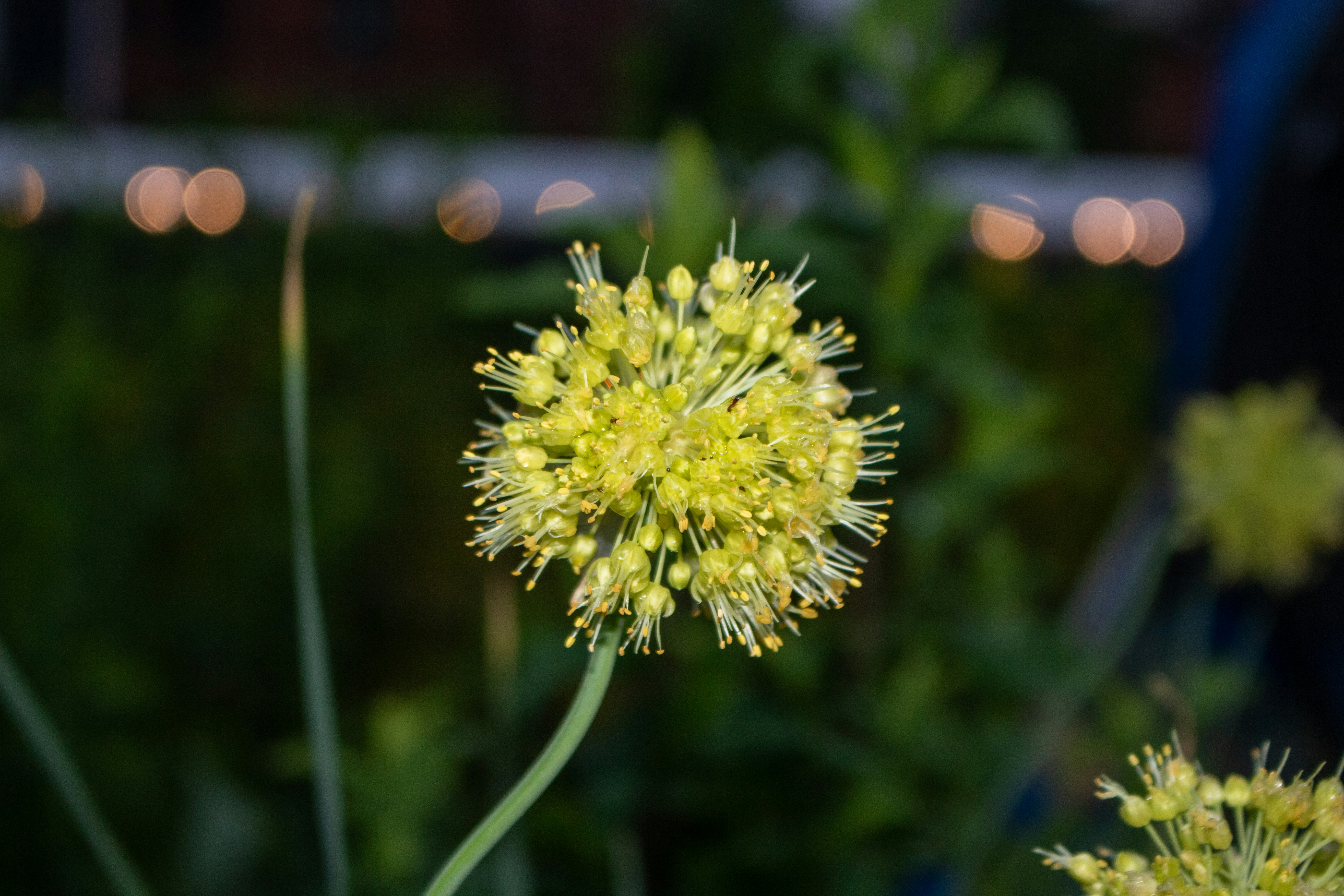 A close up of a plant with yellow flowers