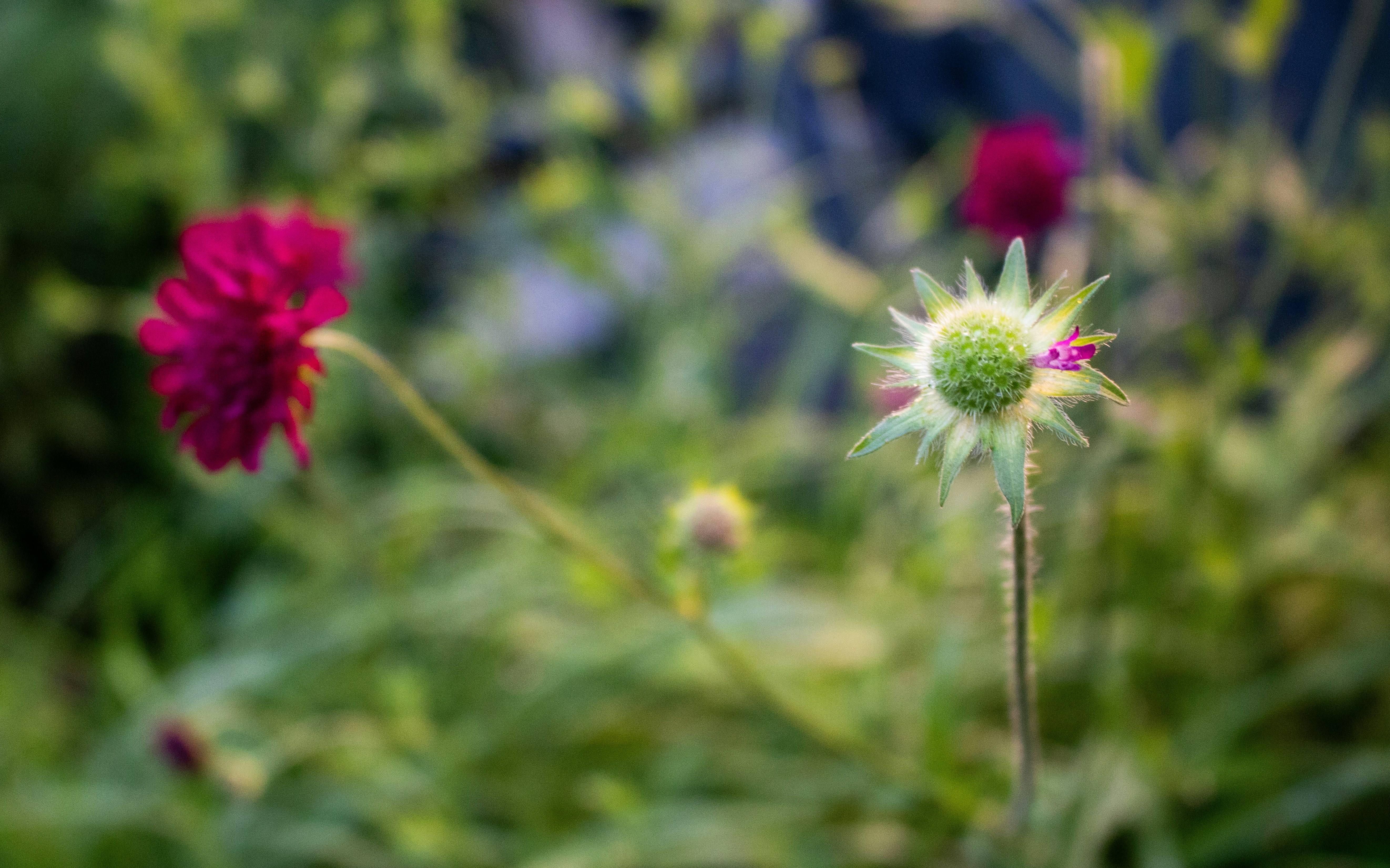 Photo by zoshuacolah