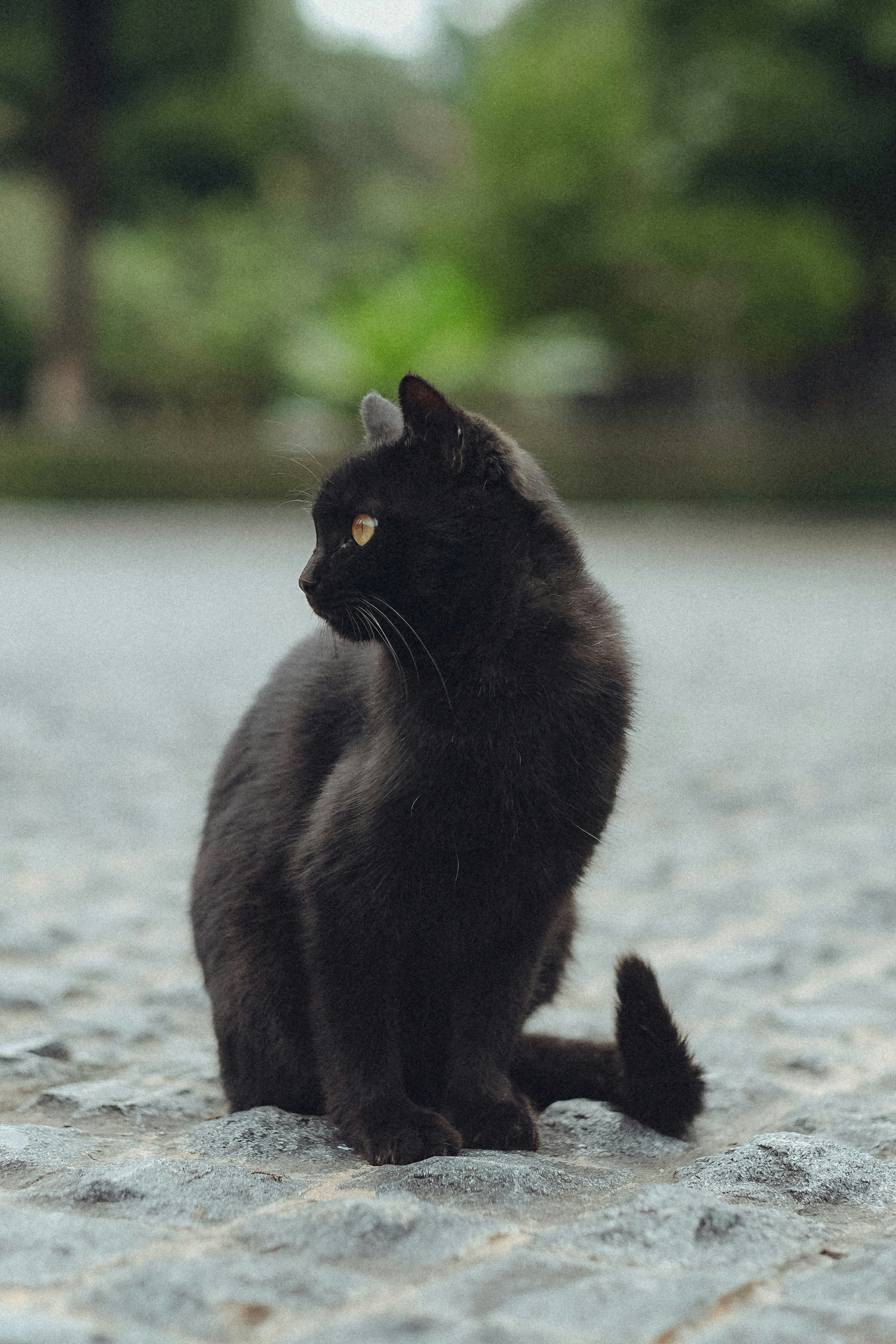 Unique Tails: Fluffy and Expressive (image credits: unsplash)