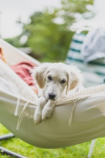 A dog laying in a hammock in a yard