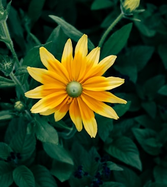A yellow flower with green leaves in the background