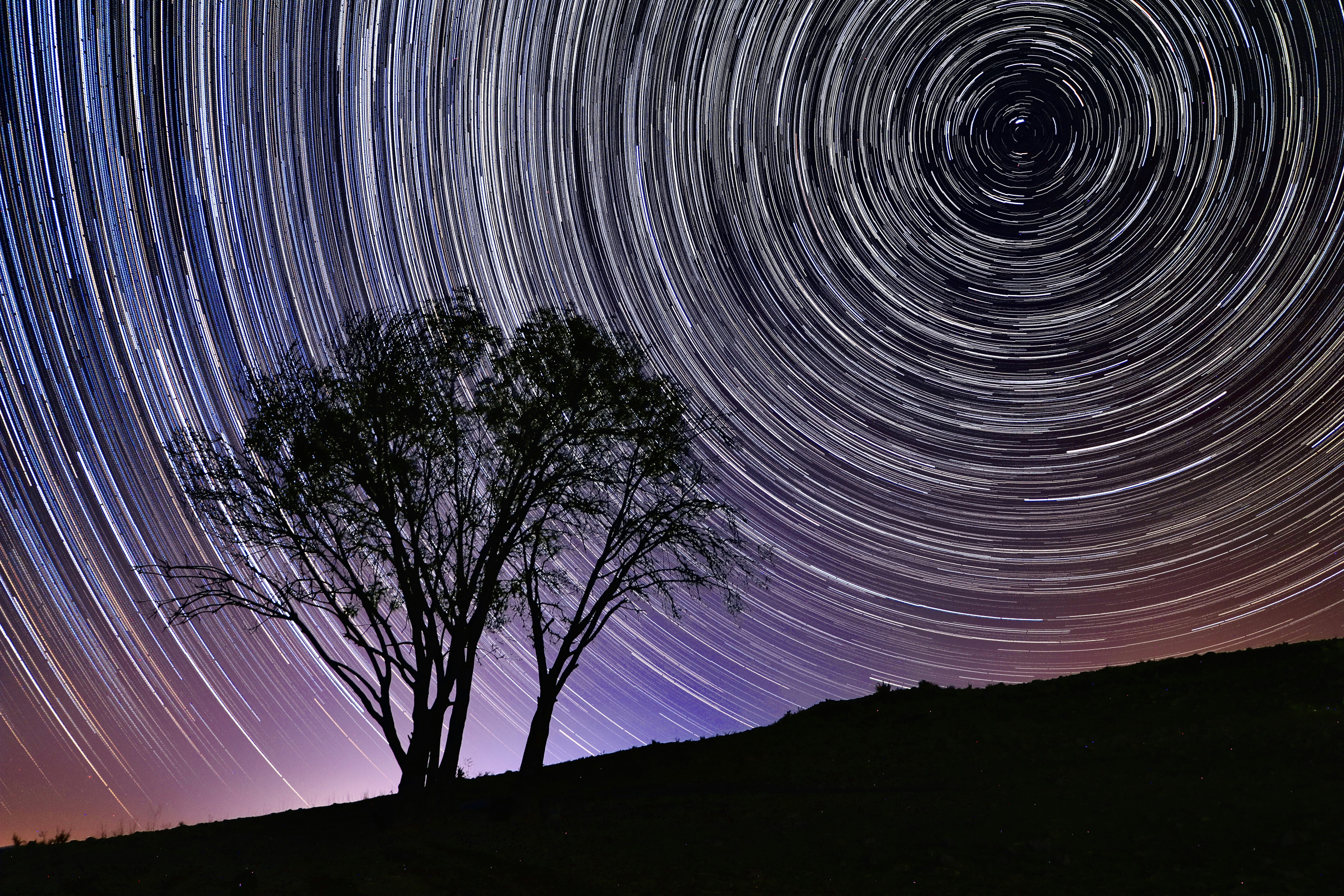 Un sentiero stellare con un albero in primo piano