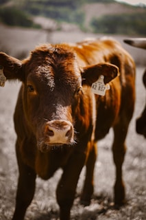 A brown cow standing on top of a dirt field