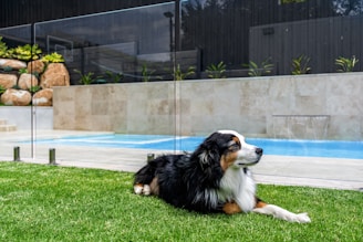 A dog laying in the grass next to a pool