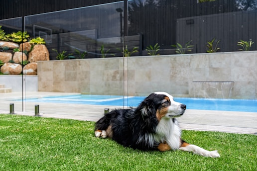 A dog laying in the grass next to a pool