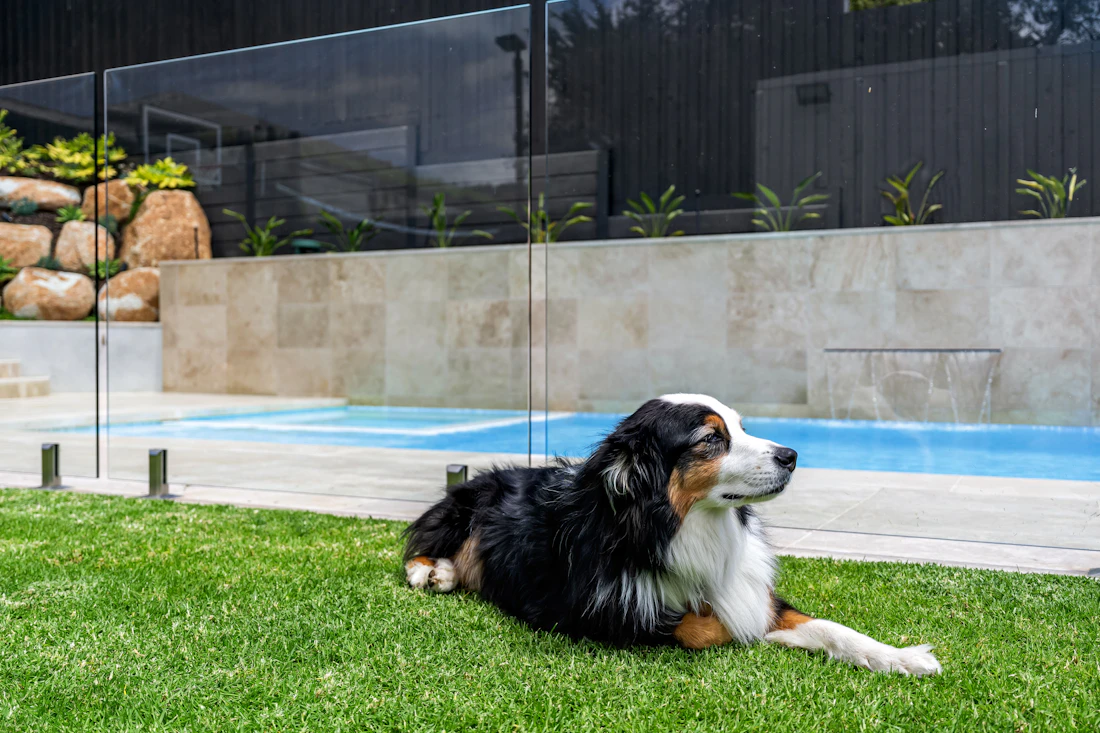 Frameless glass pool fence around a backyard pool
