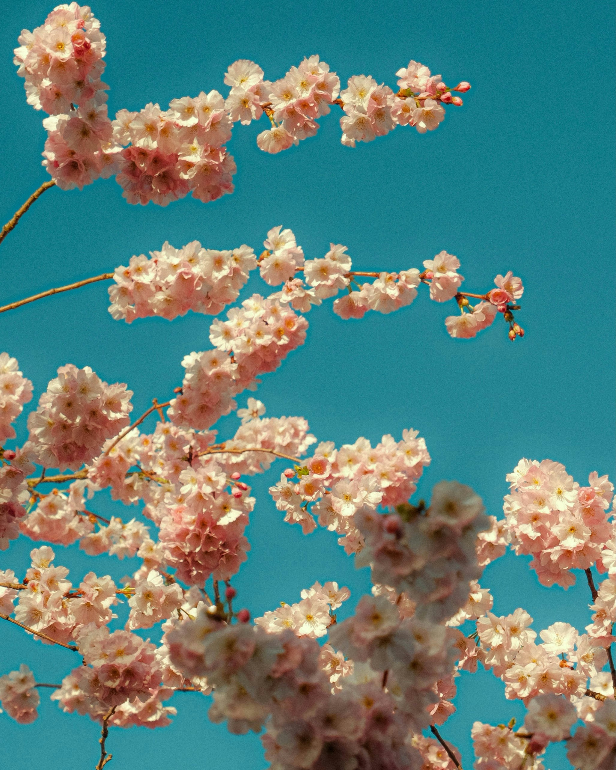 A bird sitting on a branch of a tree
