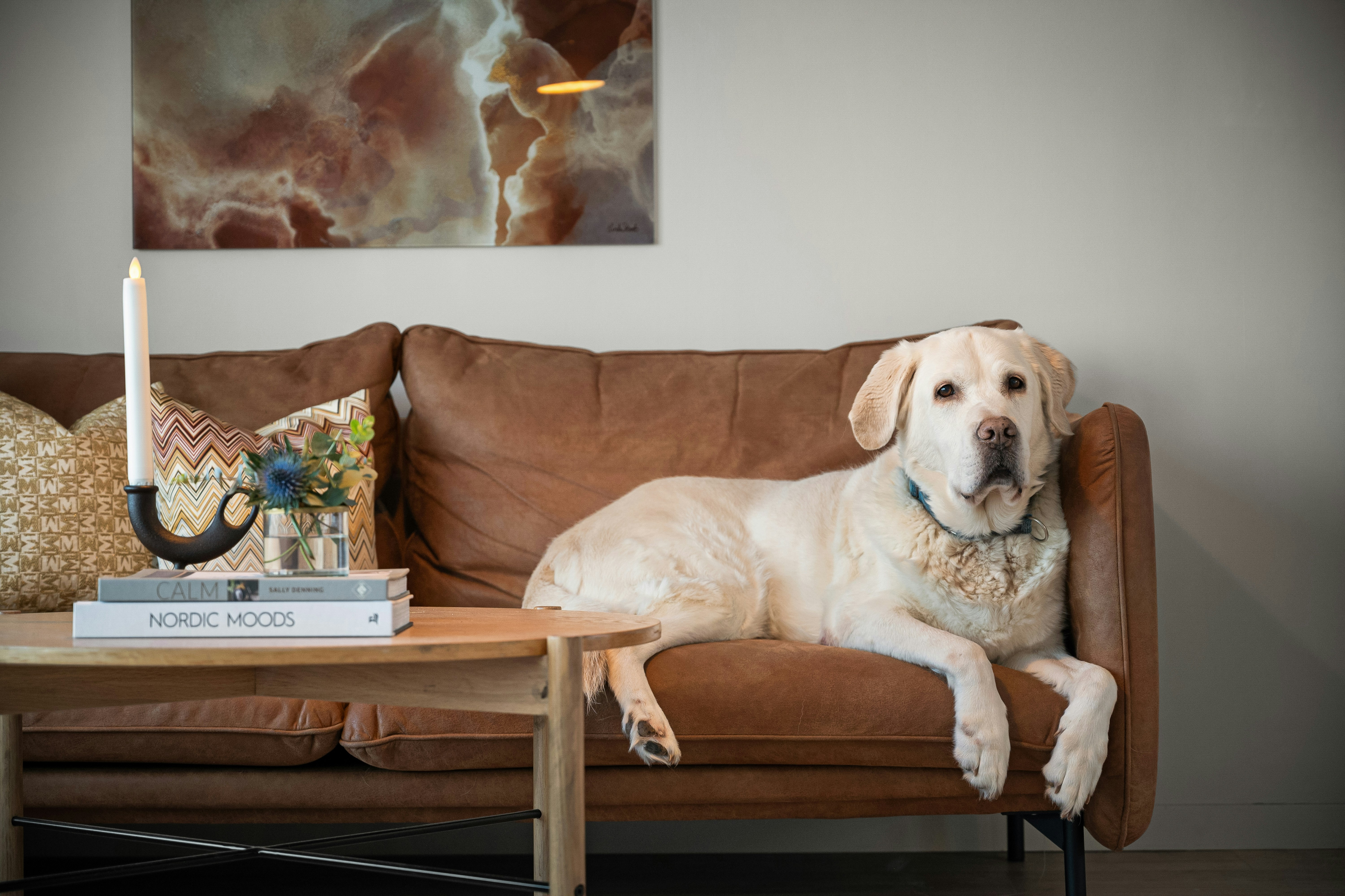 Stylish pet-friendly Miami living room with durable furniture, a dog on the sofa, and practical South Florida home design ideas.