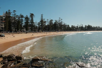 A beach that has a lot of trees on it