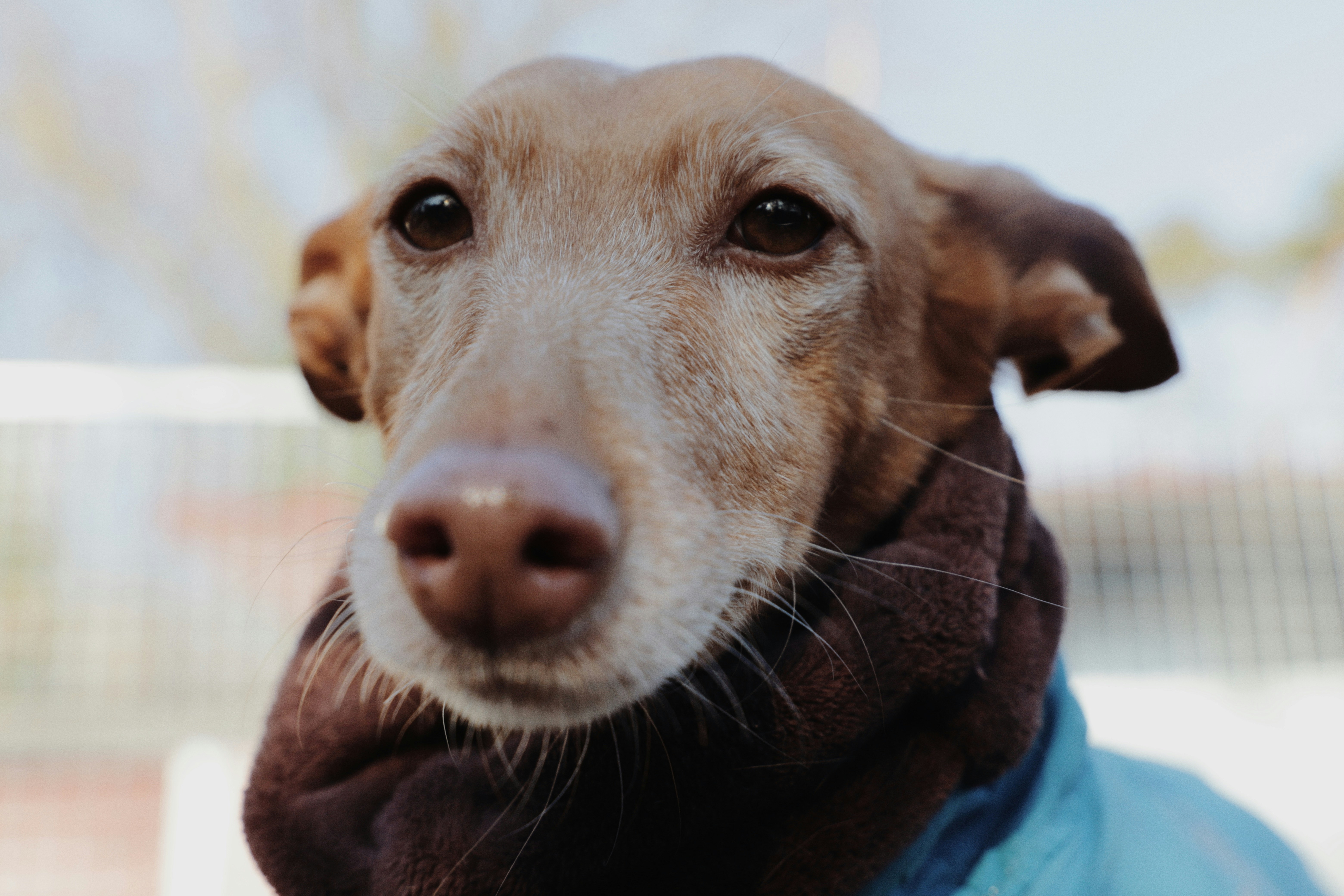 A close up of a dog wearing a blue shirt