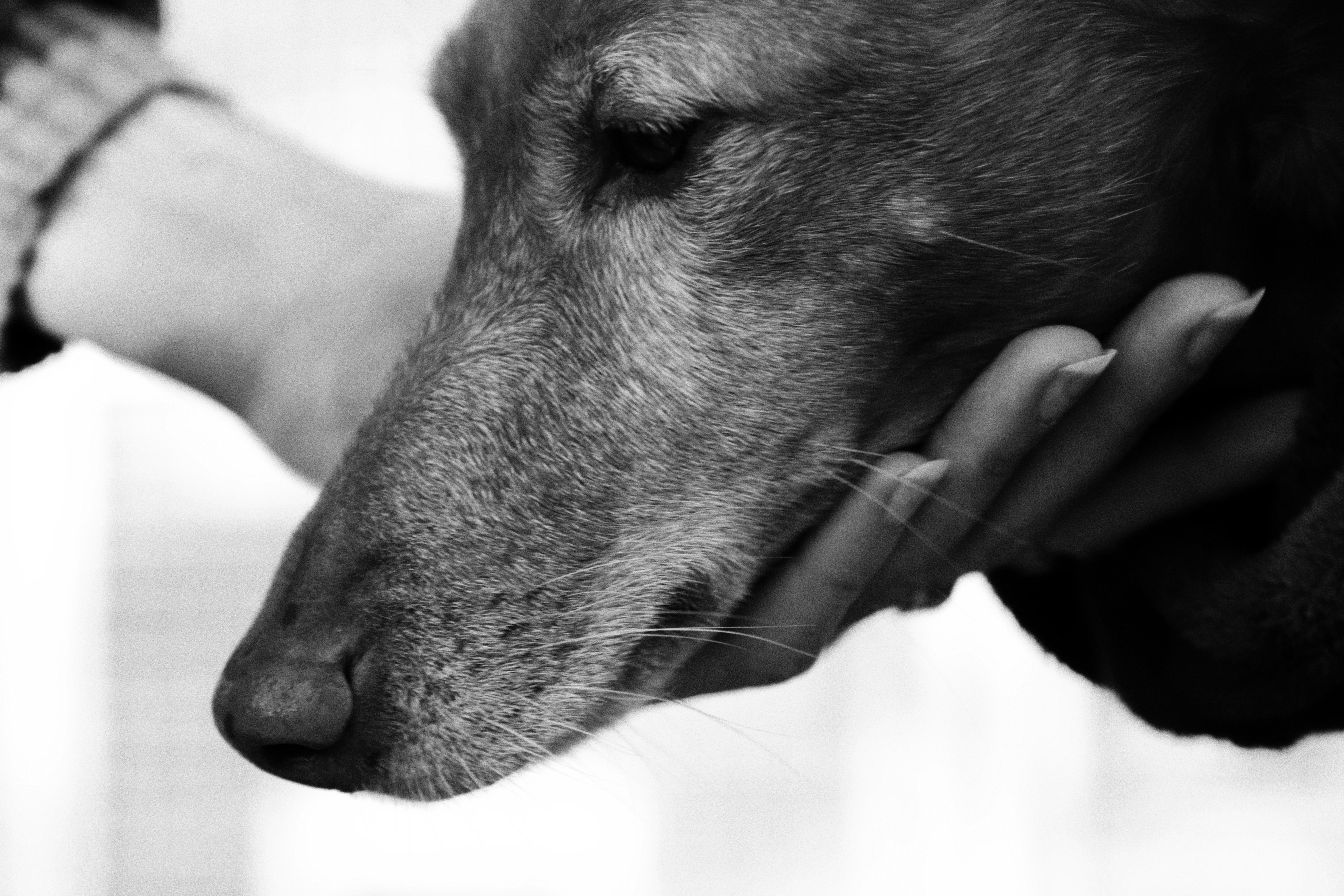 A woman is petting a dog with her hand