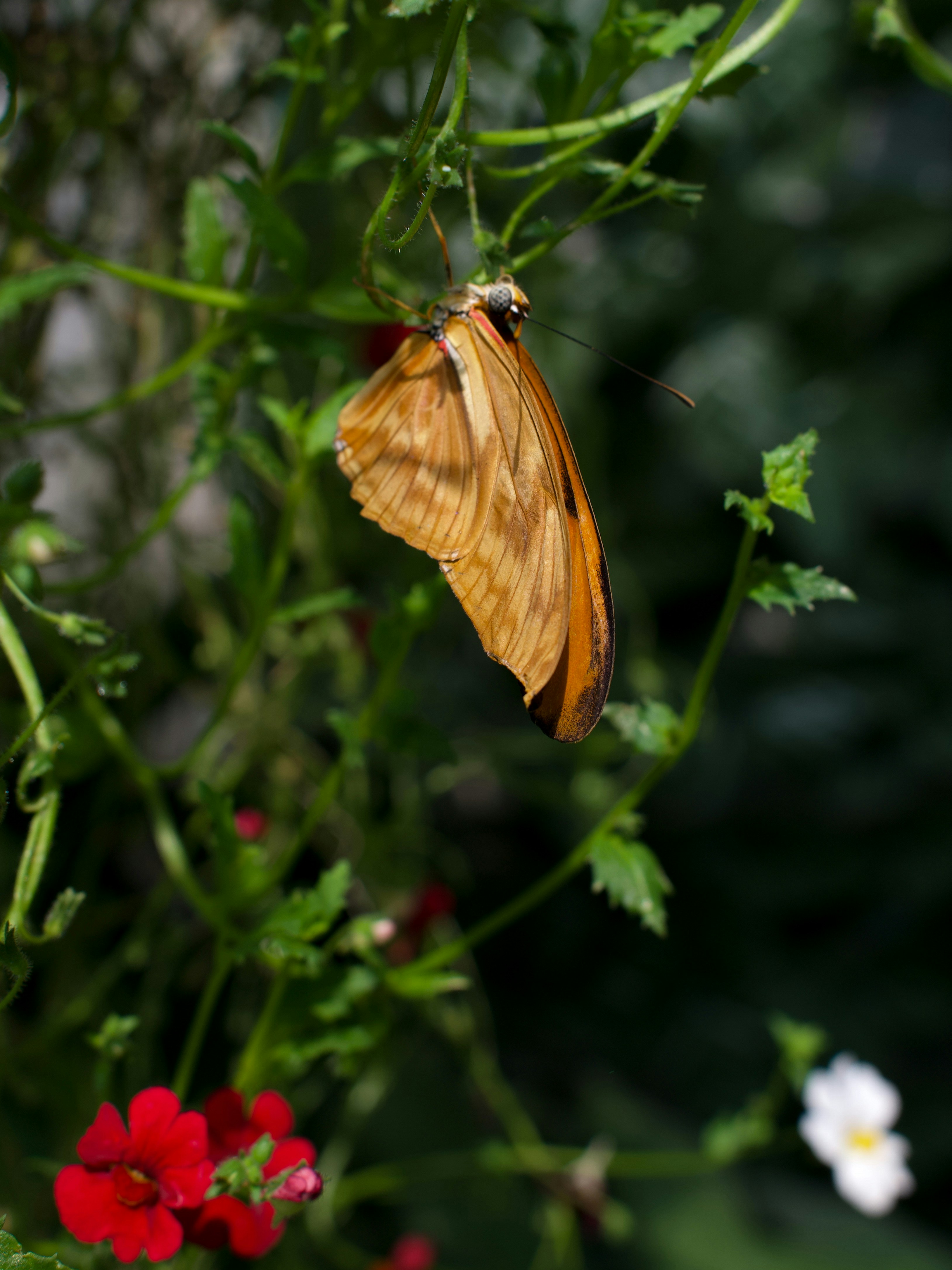 A yellow butterfly sitting on top of a green plant