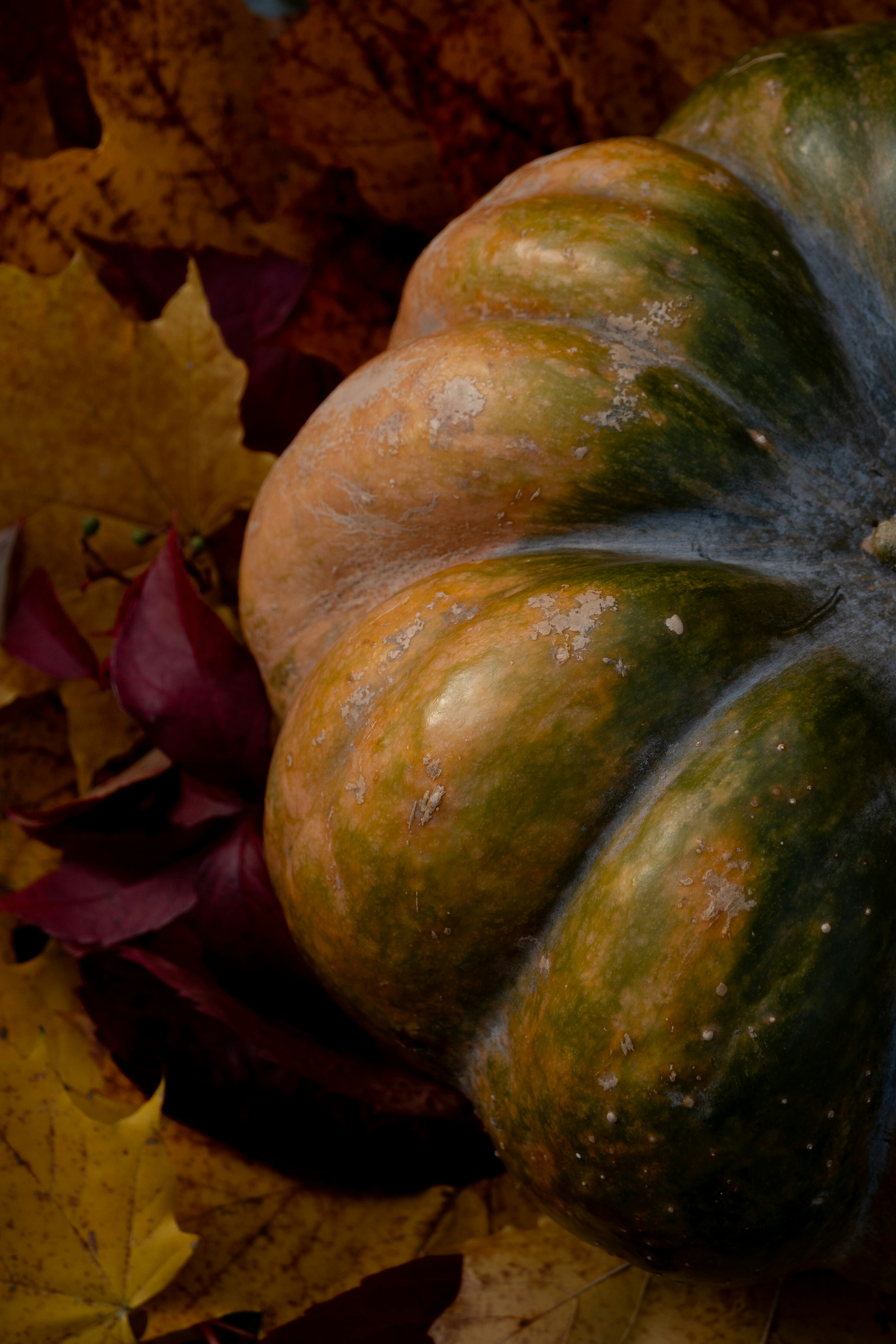A green and yellow pumpkin sitting on top of a pile of leaves