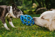 Two dogs playing with a ball in the grass