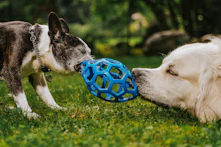 Two dogs playing with a ball in the grass