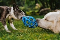 Two dogs playing with a ball in the grass