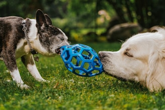 Two dogs playing with a ball in the grass