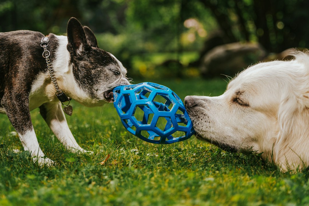Chiens jouant en plein air avec des jouets d'enrichissement