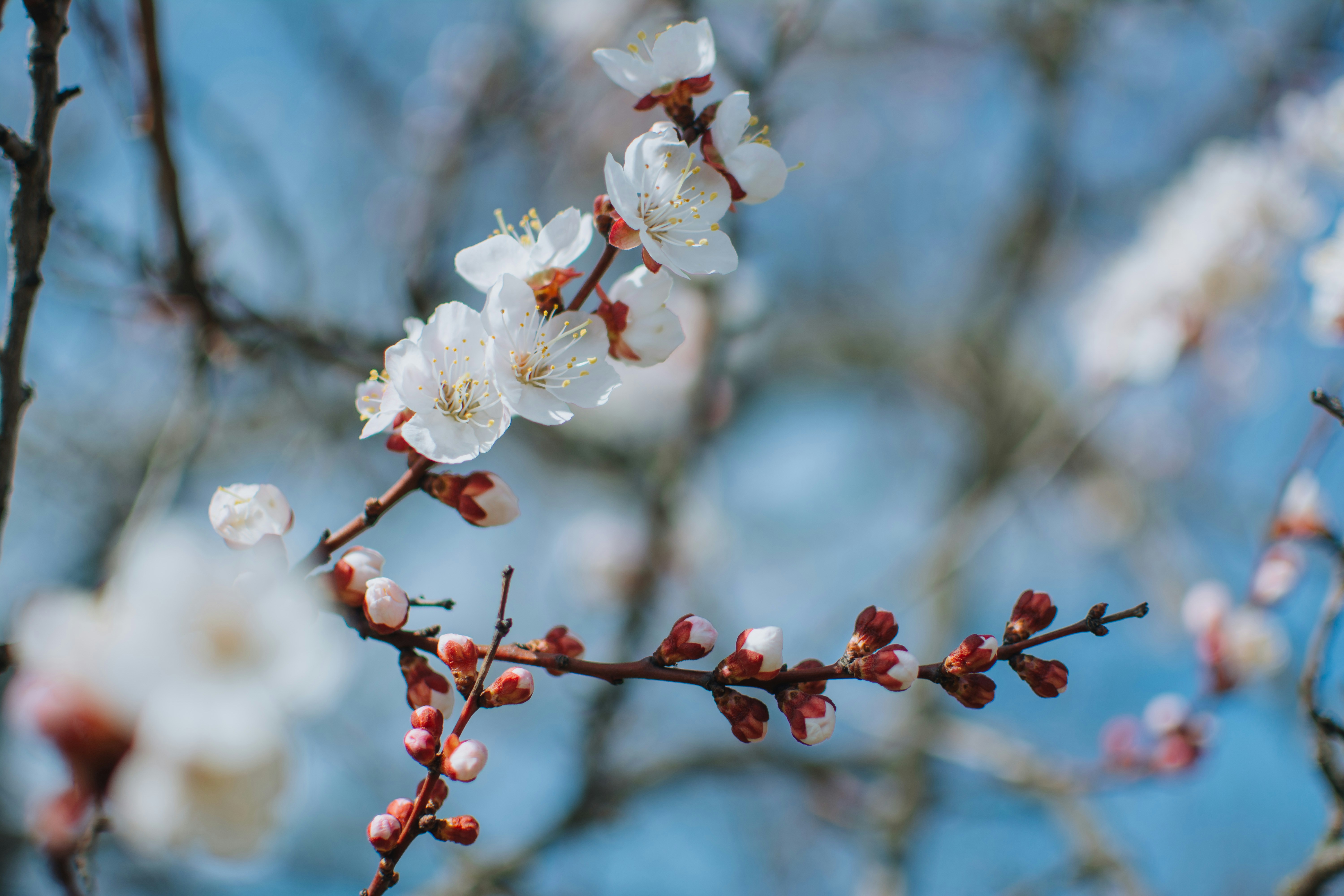 Una rama de un árbol con flores blancas
