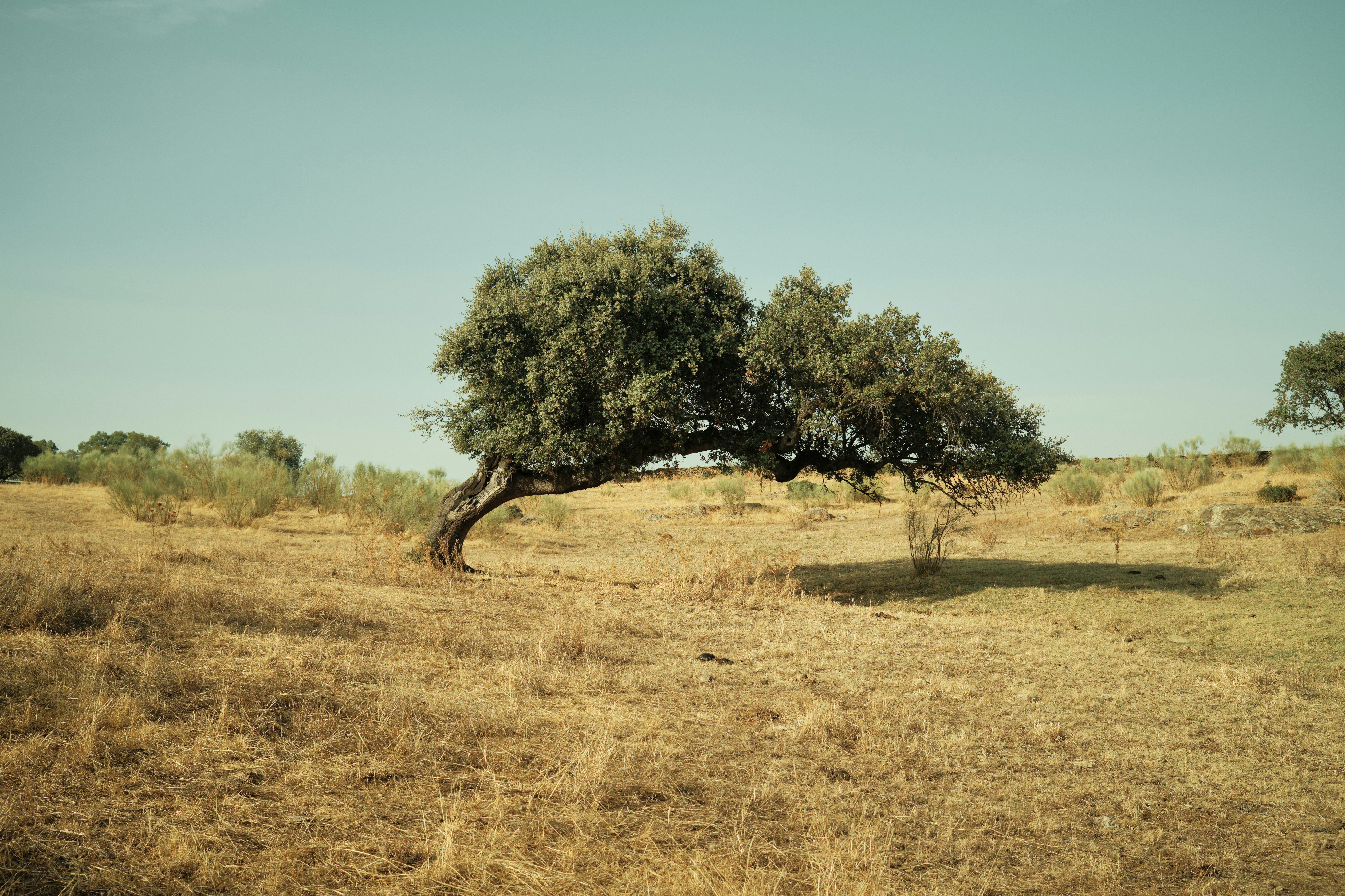 A tree in the middle of a dry grass field, 