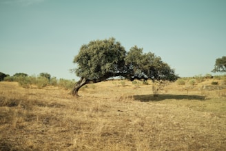 A tree in the middle of a dry grass field